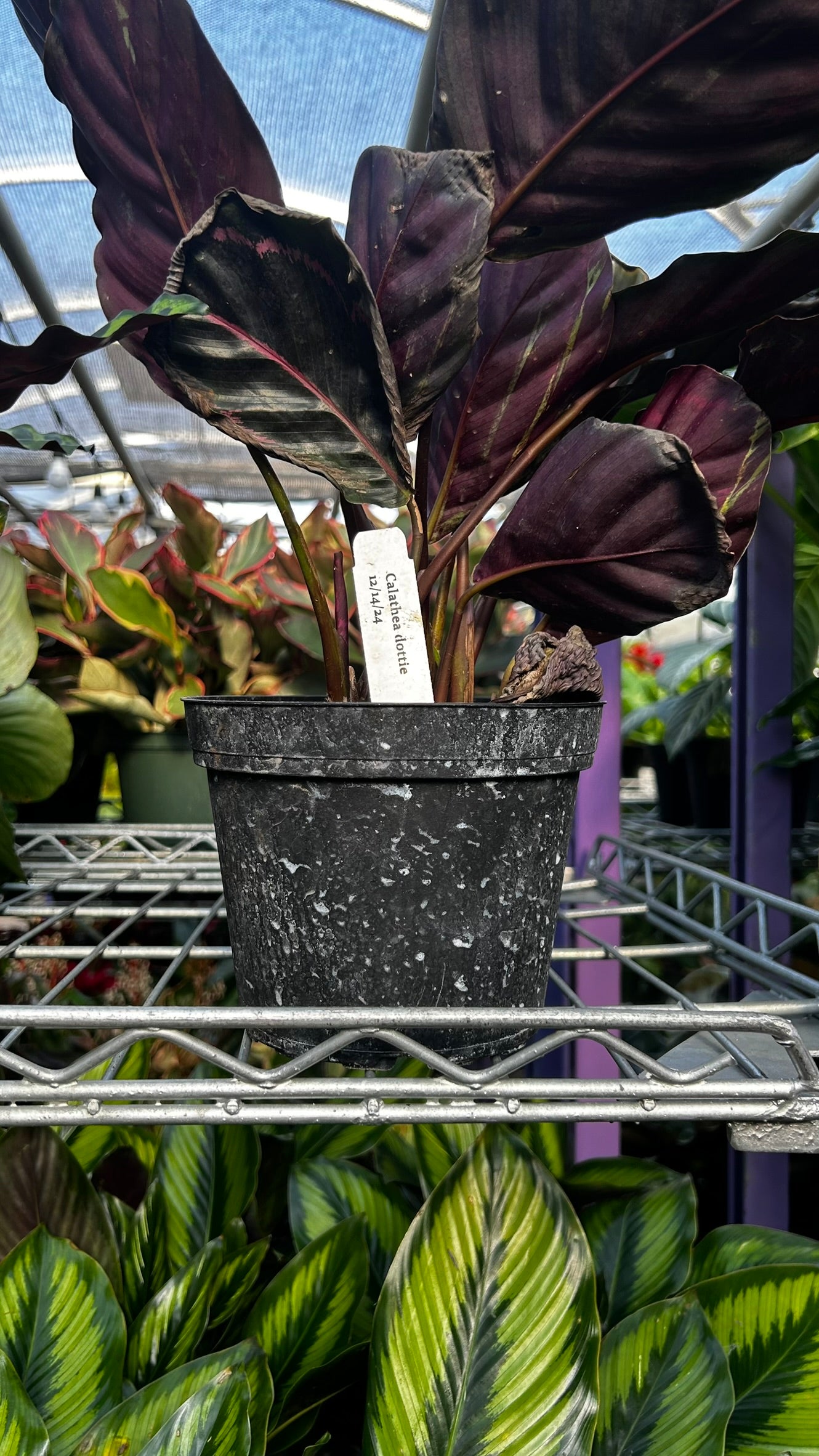 RedCrocus Calathea Dottie Prayer Plant- Indoor Foliage with Dark Green Dotted Leaves, Pet-Friendly, Decorative, Low Maintenance Houseplant, Indoors Only 6" Pot