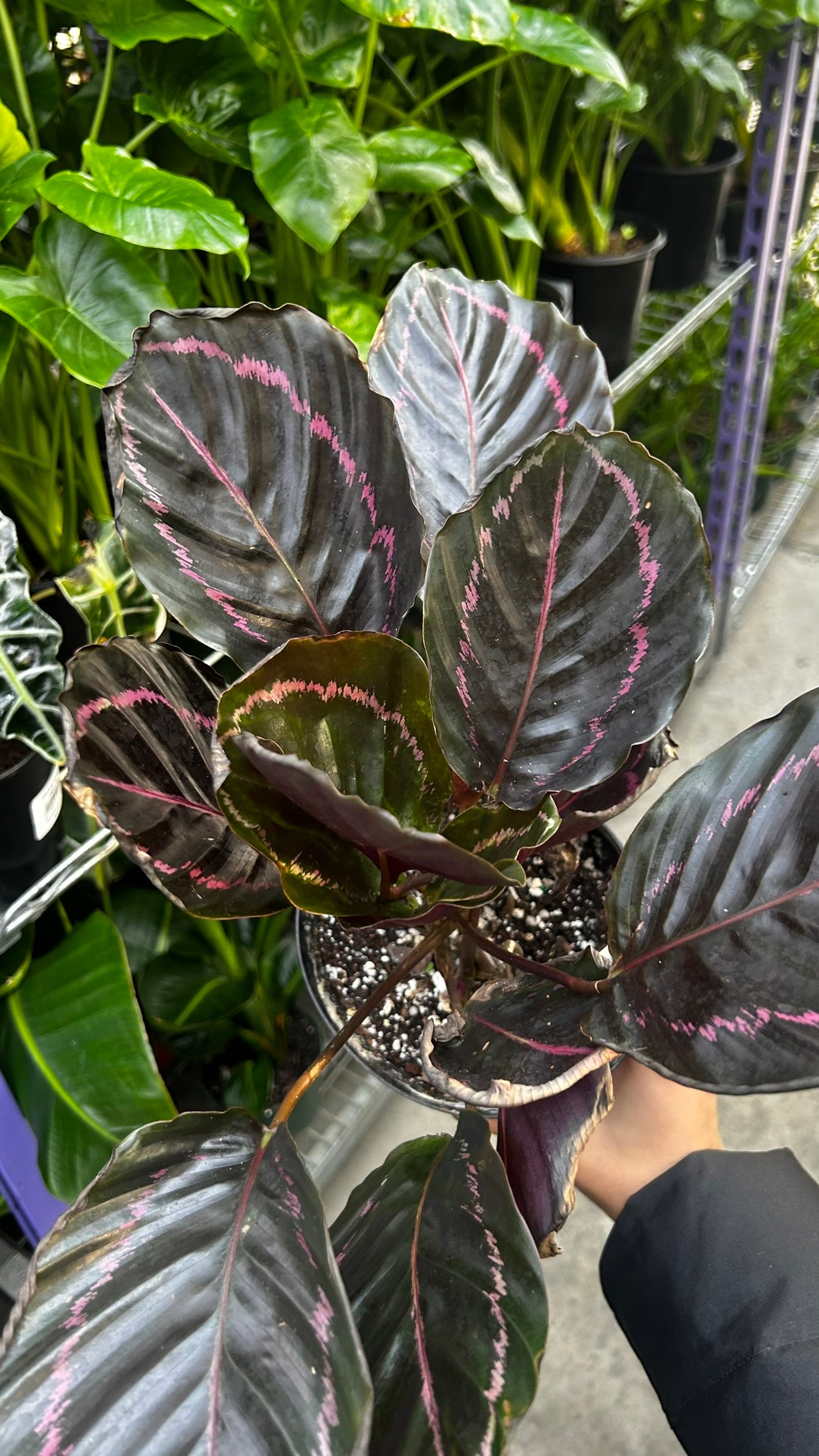 RedCrocus Calathea Dottie Prayer Plant- Indoor Foliage with Dark Green Dotted Leaves, Pet-Friendly, Decorative, Low Maintenance Houseplant, Indoors Only 6" Pot