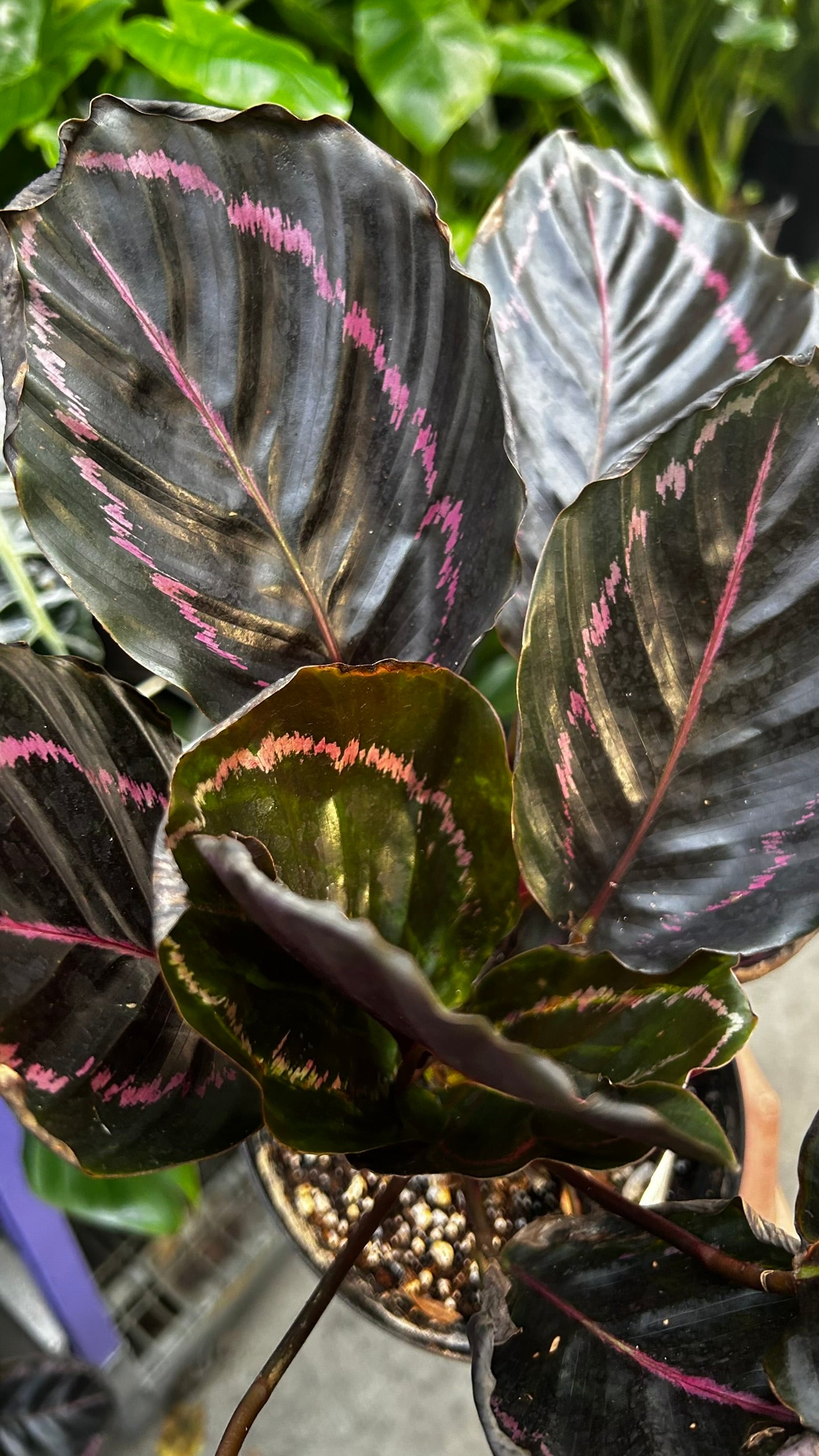 RedCrocus Calathea Dottie Prayer Plant- Indoor Foliage with Dark Green Dotted Leaves, Pet-Friendly, Decorative, Low Maintenance Houseplant, Indoors Only 6" Pot
