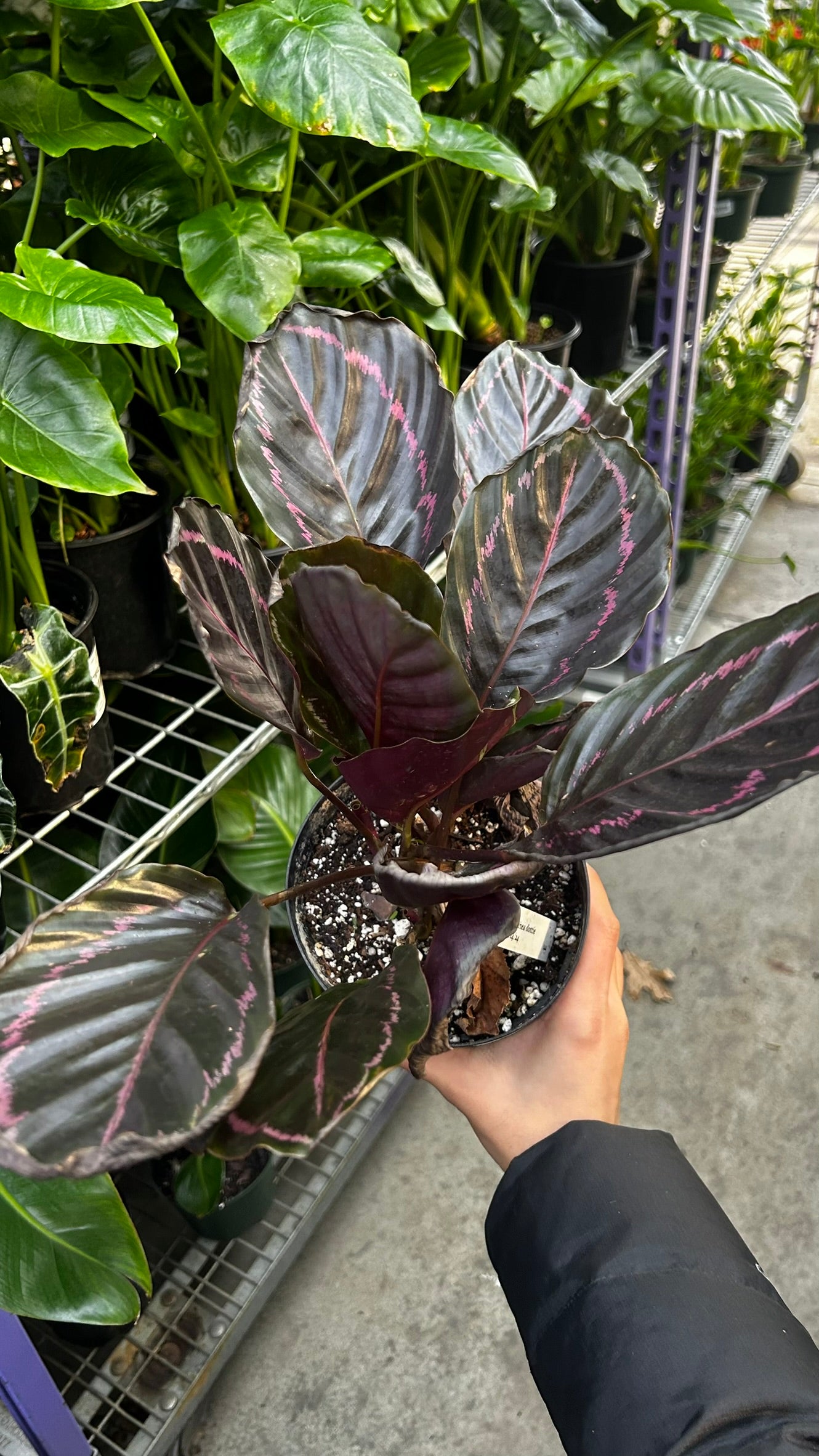 RedCrocus Calathea Dottie Prayer Plant- Indoor Foliage with Dark Green Dotted Leaves, Pet-Friendly, Decorative, Low Maintenance Houseplant, Indoors Only 6" Pot