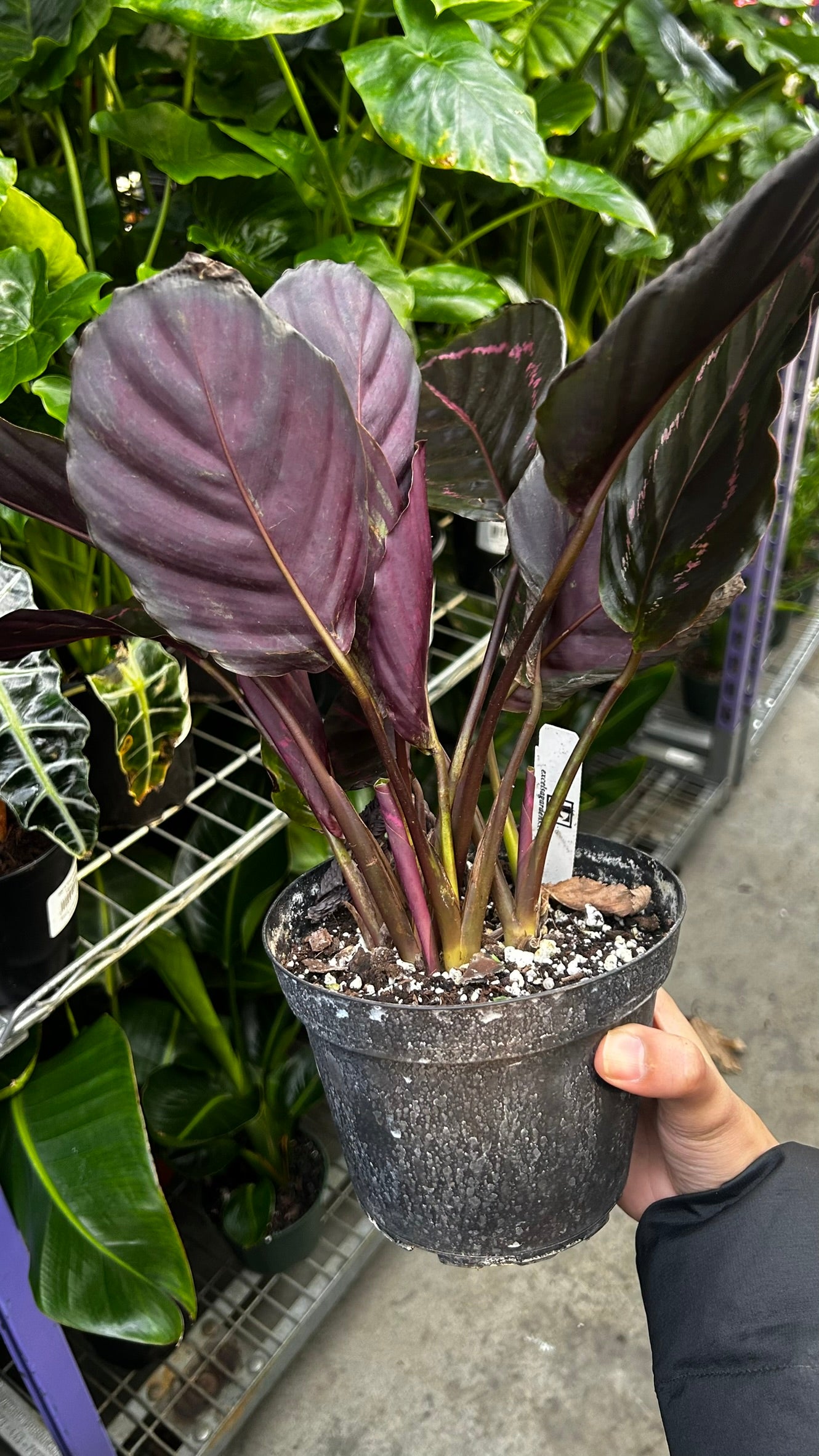 RedCrocus Calathea Dottie Prayer Plant- Indoor Foliage with Dark Green Dotted Leaves, Pet-Friendly, Decorative, Low Maintenance Houseplant, Indoors Only 6" Pot