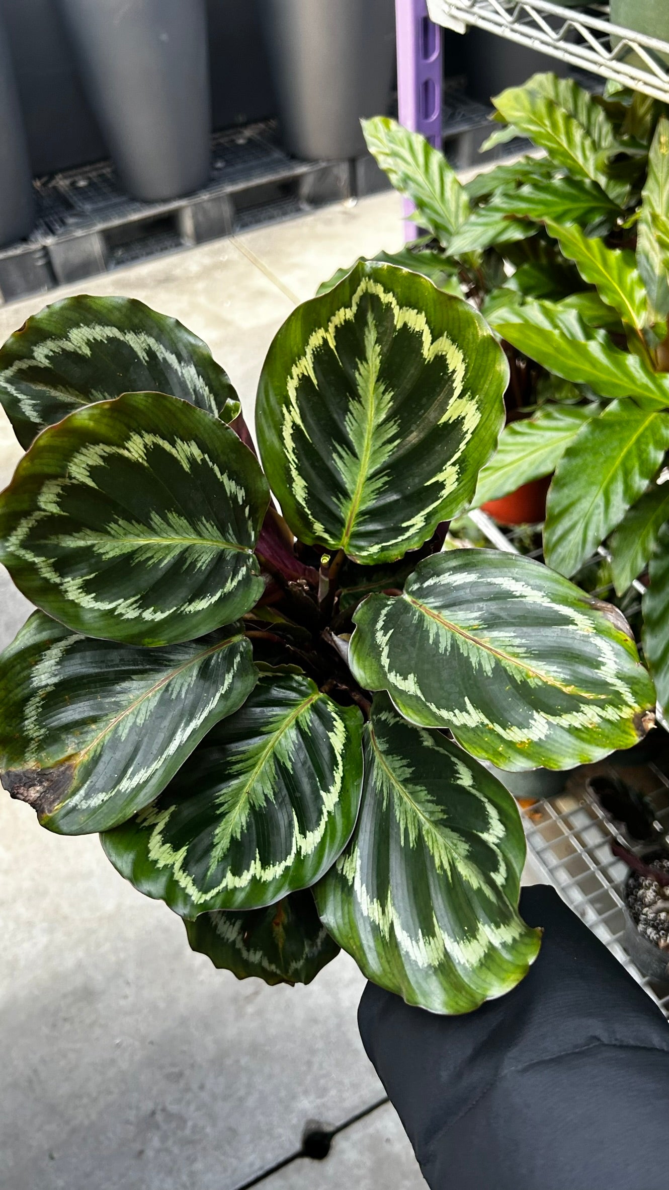 RedCrocus Medallion' Prayer Plant Calathea | Lush Foliage, Indoor Friendly, Pet Warning, High Humidity, Decorative Plant 6" Pot