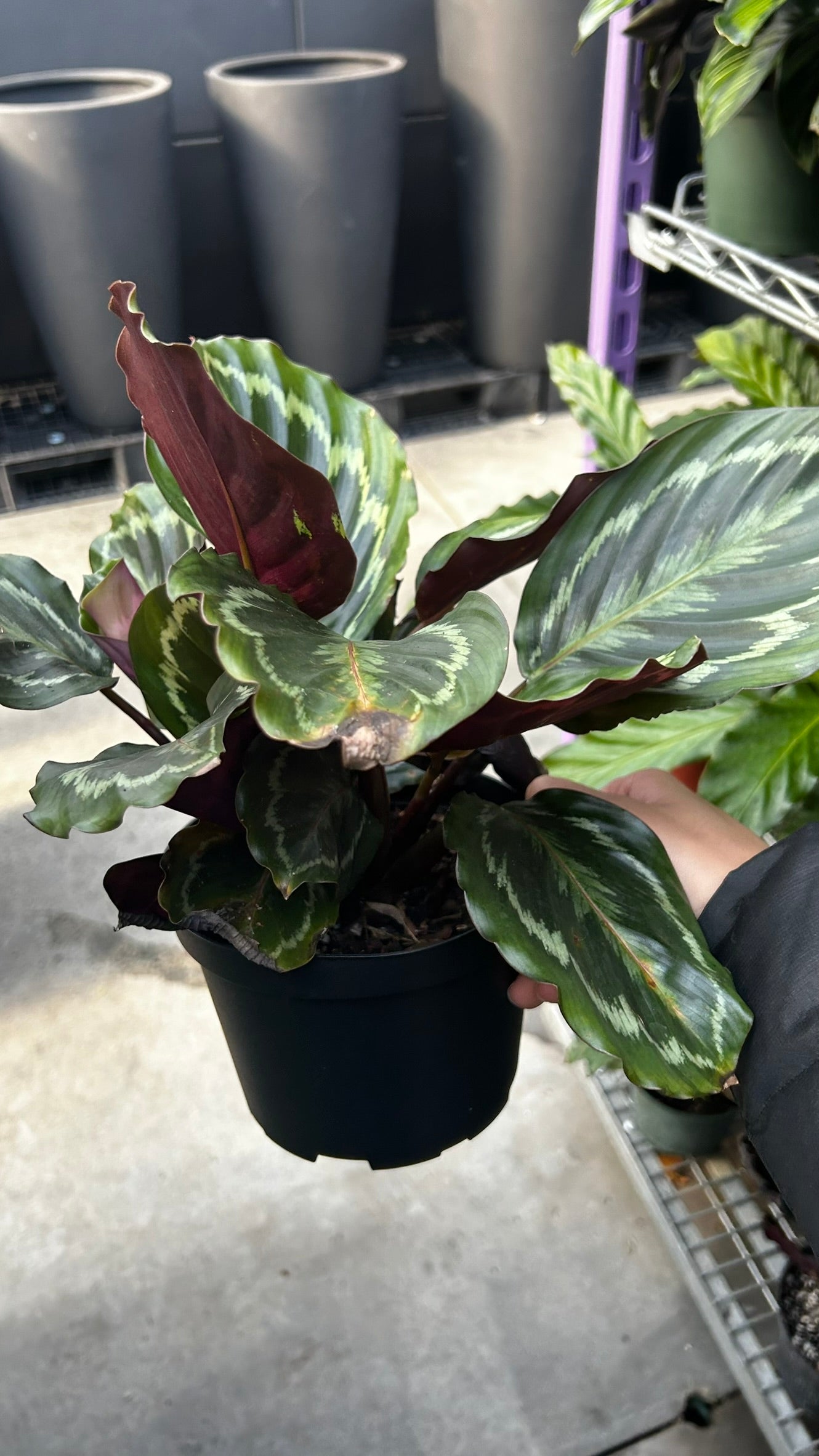 RedCrocus Medallion' Prayer Plant Calathea | Lush Foliage, Indoor Friendly, Pet Warning, High Humidity, Decorative Plant 6" Pot
