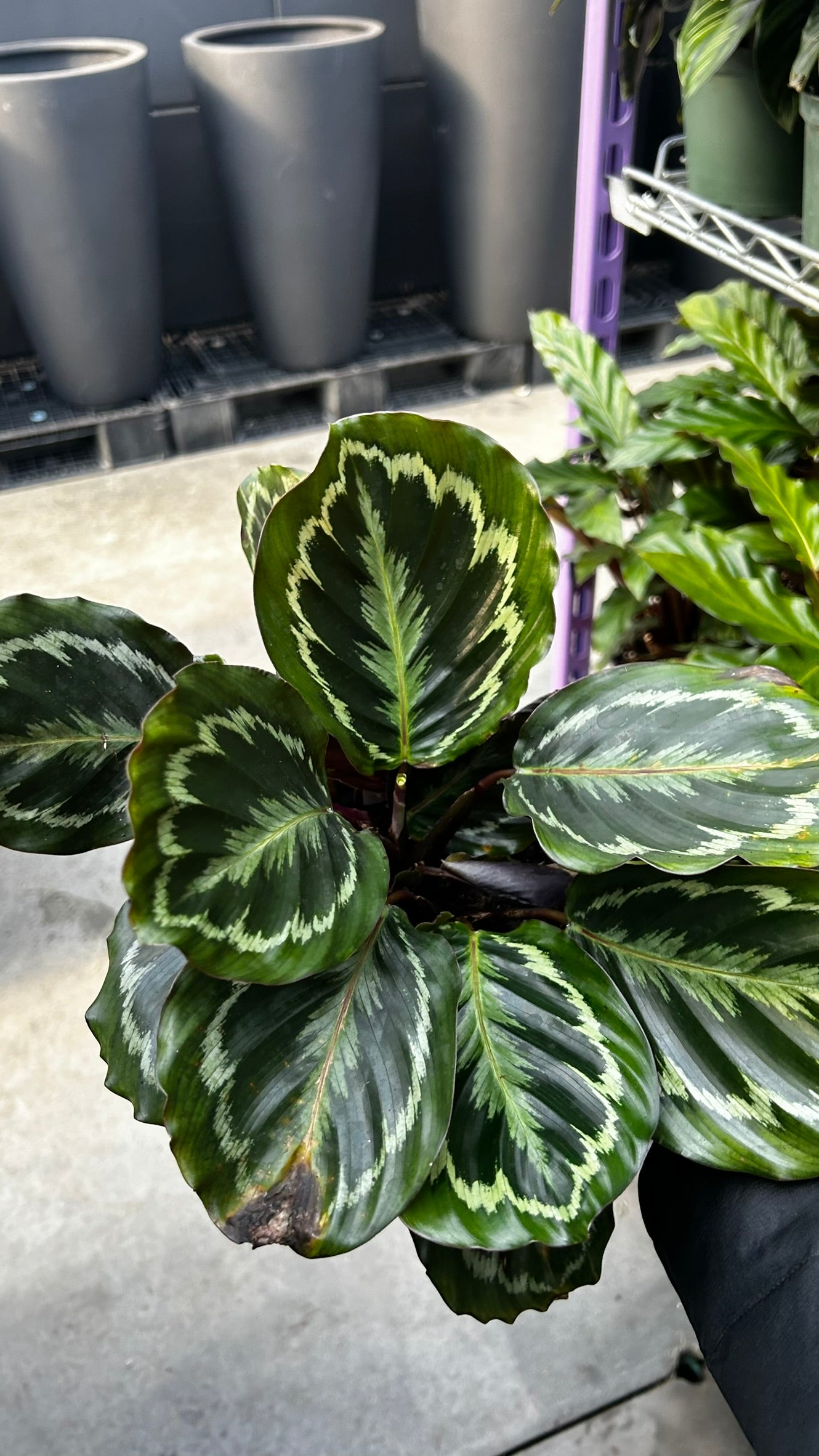 RedCrocus Medallion' Prayer Plant Calathea | Lush Foliage, Indoor Friendly, Pet Warning, High Humidity, Decorative Plant 6" Pot