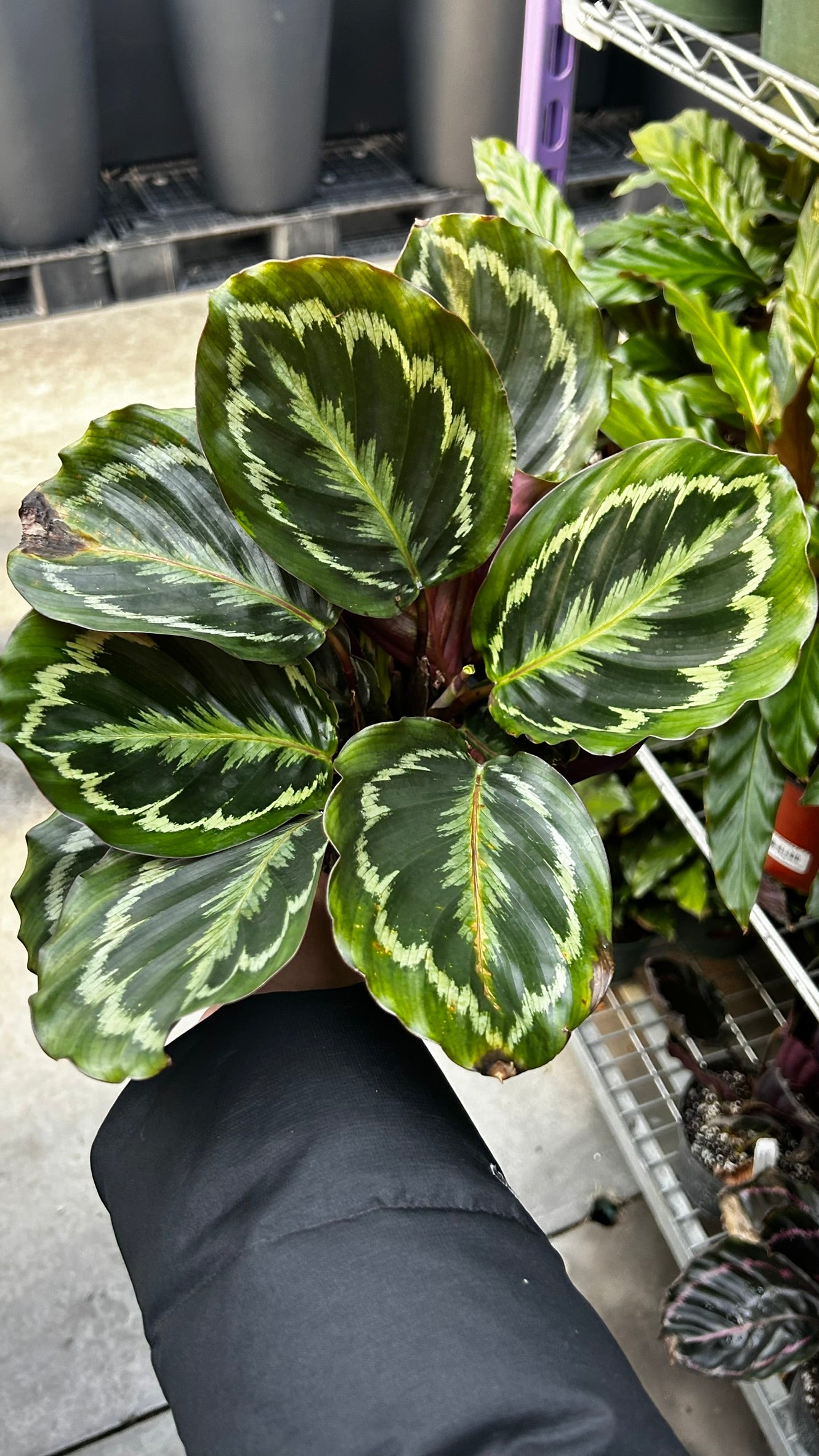 RedCrocus Medallion' Prayer Plant Calathea | Lush Foliage, Indoor Friendly, Pet Warning, High Humidity, Decorative Plant 6" Pot