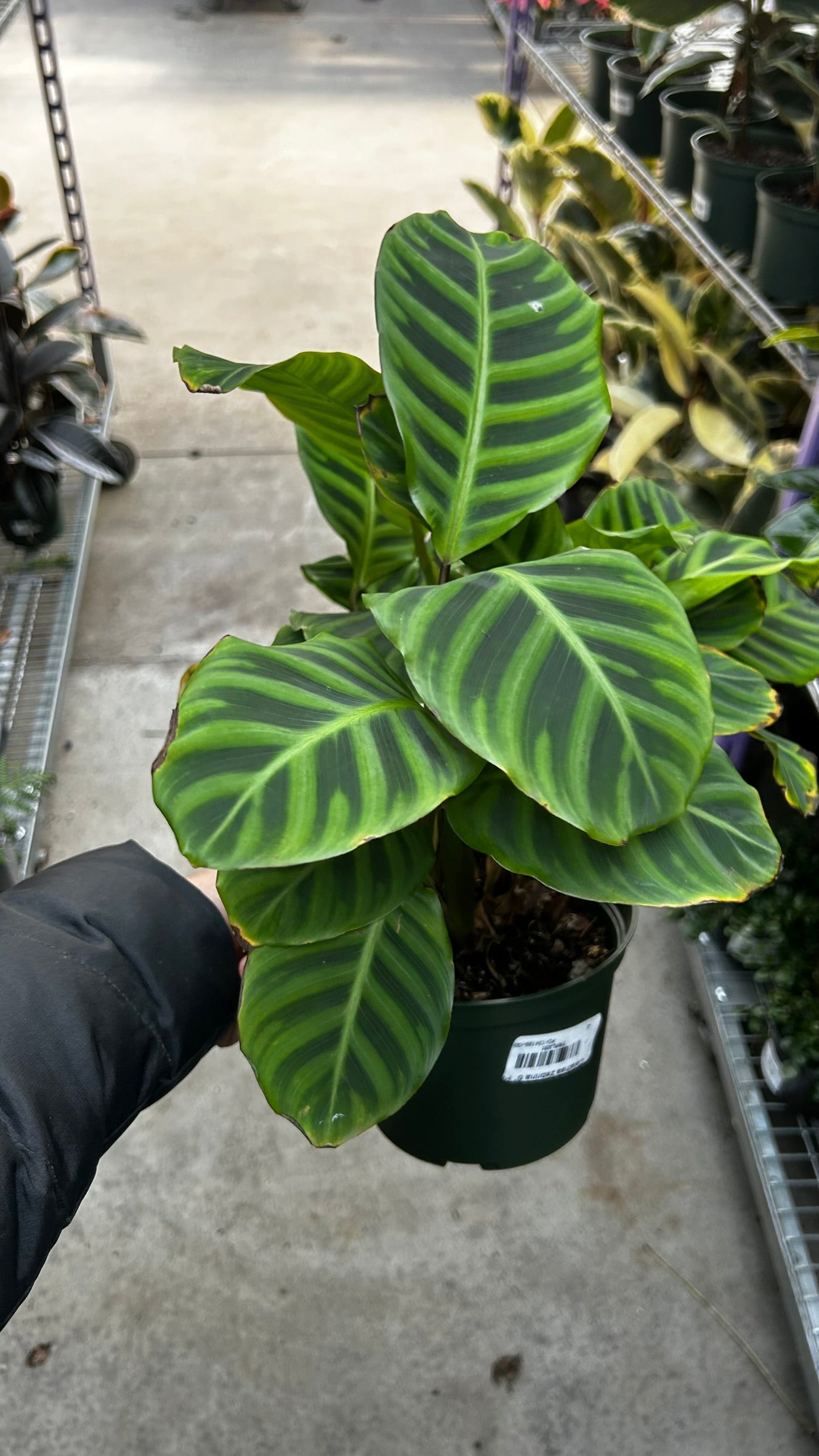 RedCrocus Zebra Plant Calathea zebrina Indoor Foliage Plant- Striking Patterned Leaves, Pet & Indoor Friendly, Container & Cut Foliage Use 6" Pot