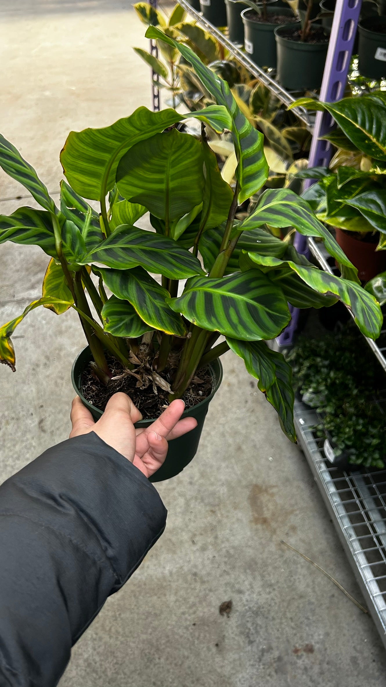 RedCrocus Zebra Plant Calathea zebrina Indoor Foliage Plant- Striking Patterned Leaves, Pet & Indoor Friendly, Container & Cut Foliage Use 6" Pot