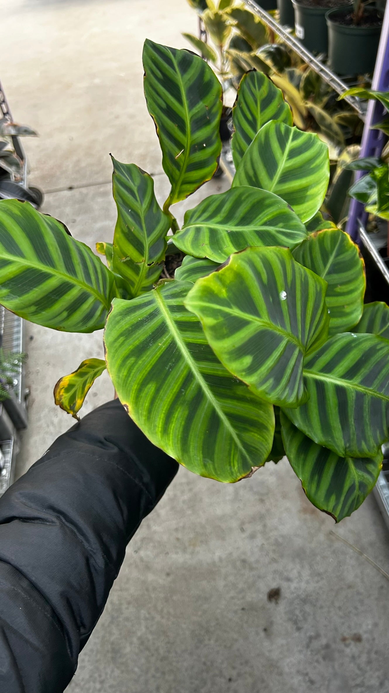 RedCrocus Zebra Plant Calathea zebrina Indoor Foliage Plant- Striking Patterned Leaves, Pet & Indoor Friendly, Container & Cut Foliage Use 6" Pot