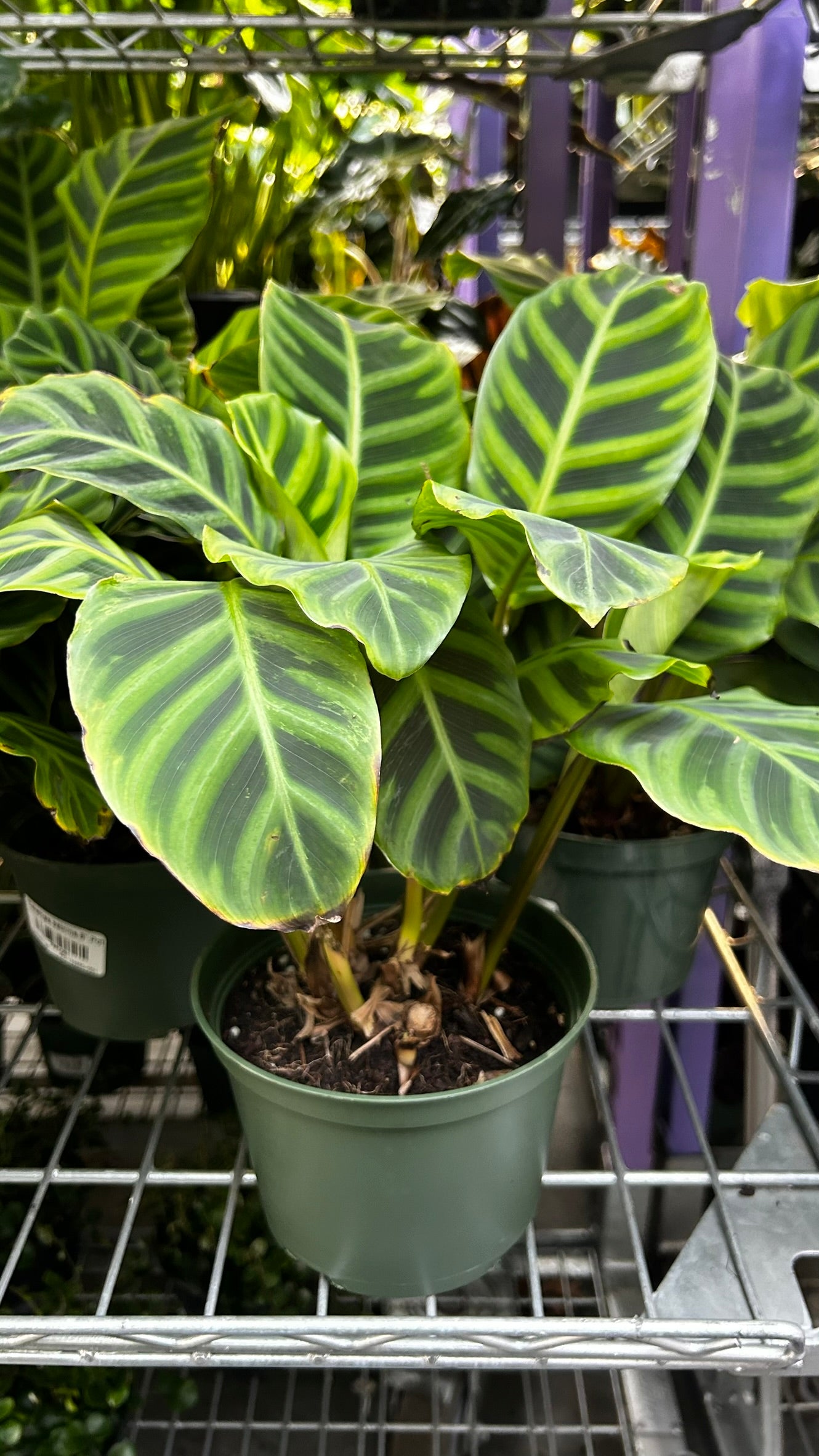RedCrocus Zebra Plant Calathea zebrina Indoor Foliage Plant- Striking Patterned Leaves, Pet & Indoor Friendly, Container & Cut Foliage Use 6" Pot