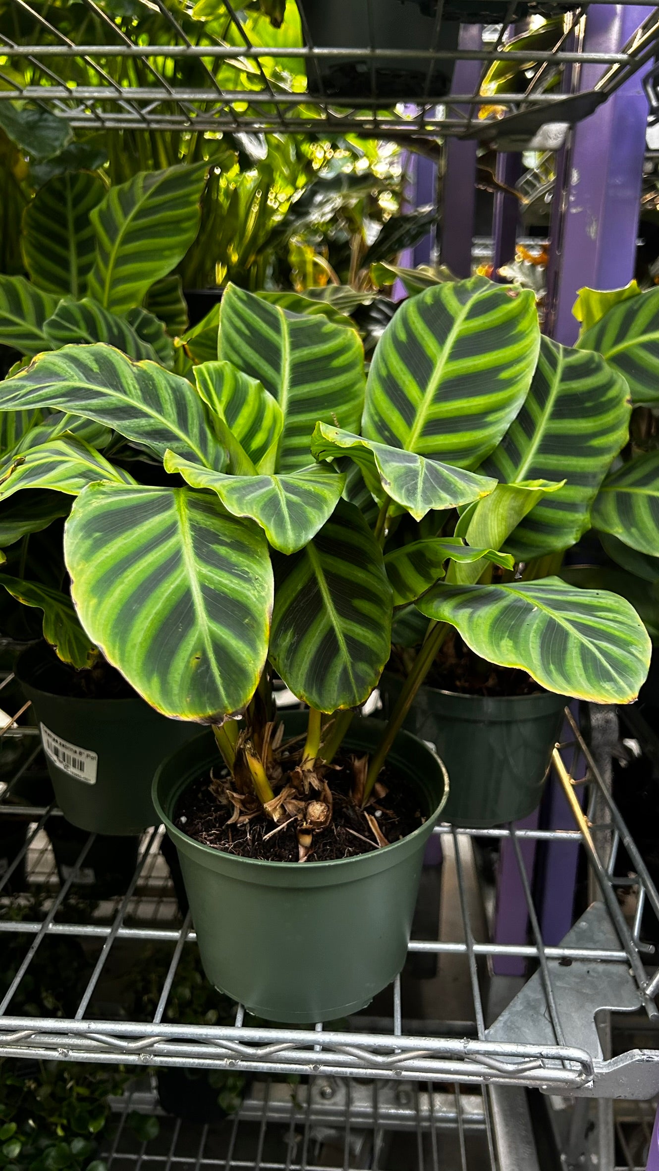 RedCrocus Zebra Plant Calathea zebrina Indoor Foliage Plant- Striking Patterned Leaves, Pet & Indoor Friendly, Container & Cut Foliage Use 6" Pot