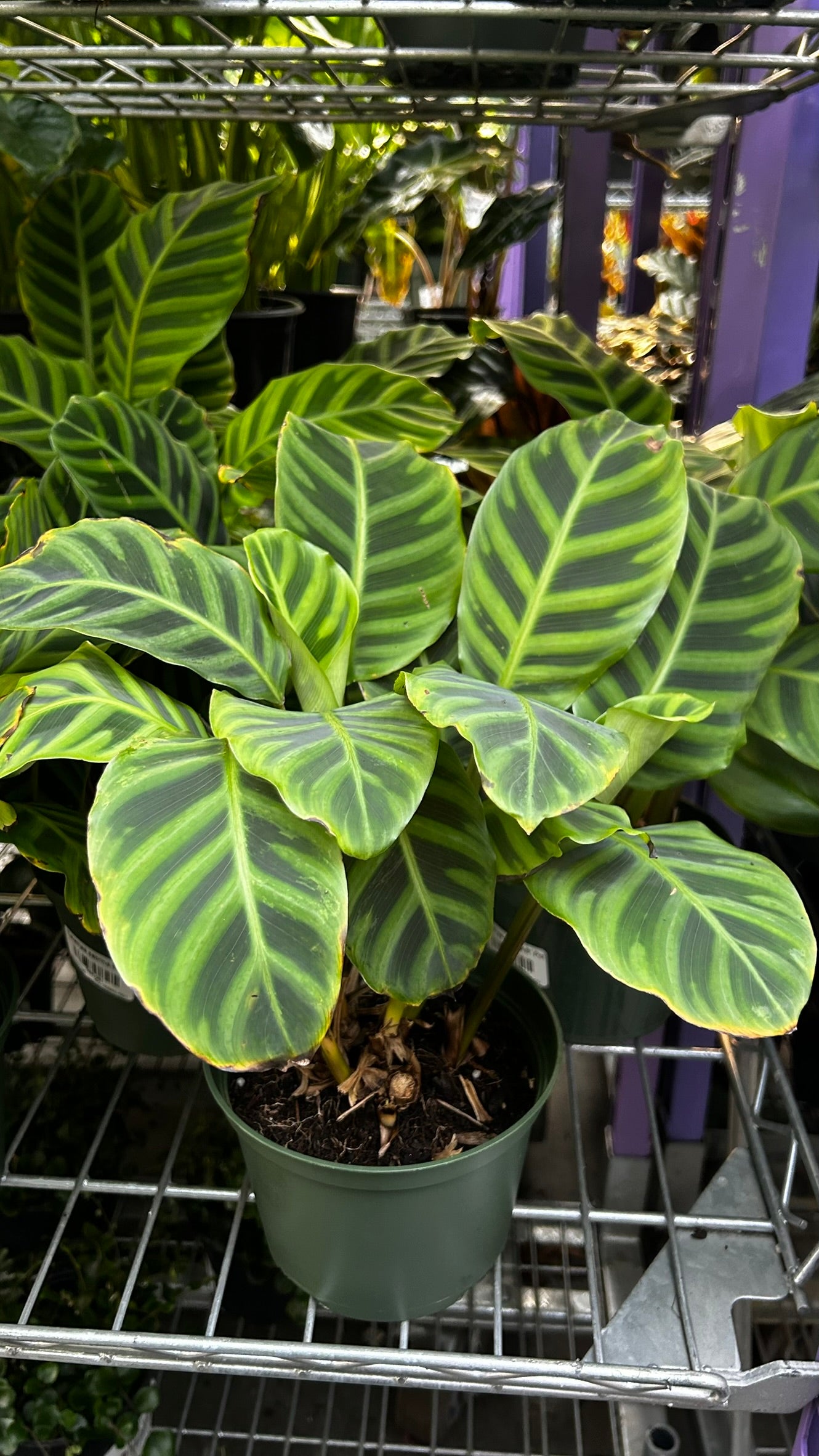 RedCrocus Zebra Plant Calathea zebrina Indoor Foliage Plant- Striking Patterned Leaves, Pet & Indoor Friendly, Container & Cut Foliage Use 6" Pot