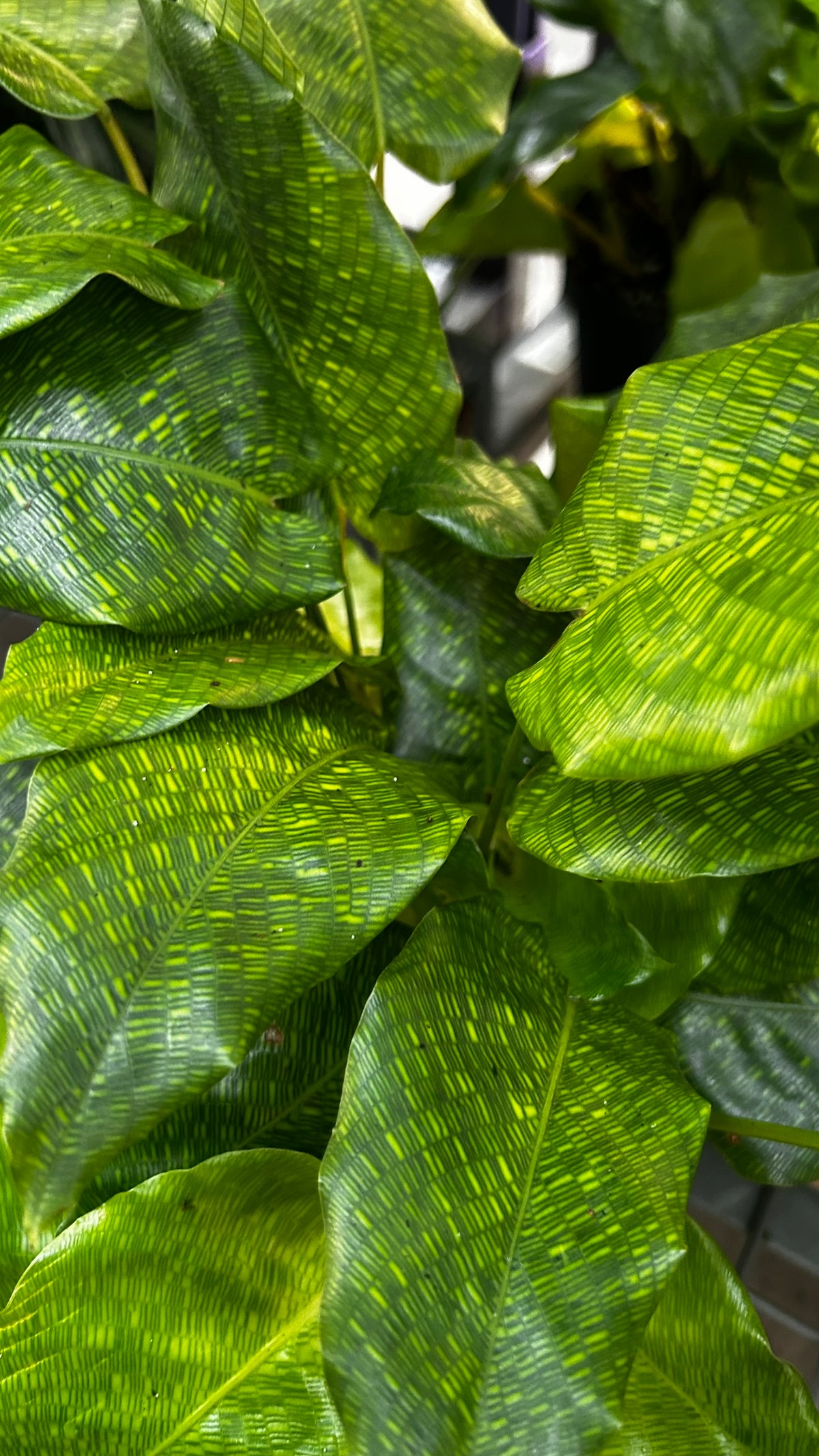RedCrocus Network Calathea Calathea musaica- Tropical Indoor Plant, Pet-Friendly Foliage, High Humidity, Decorative, Low Maintenance, Live Plant 6" Pot