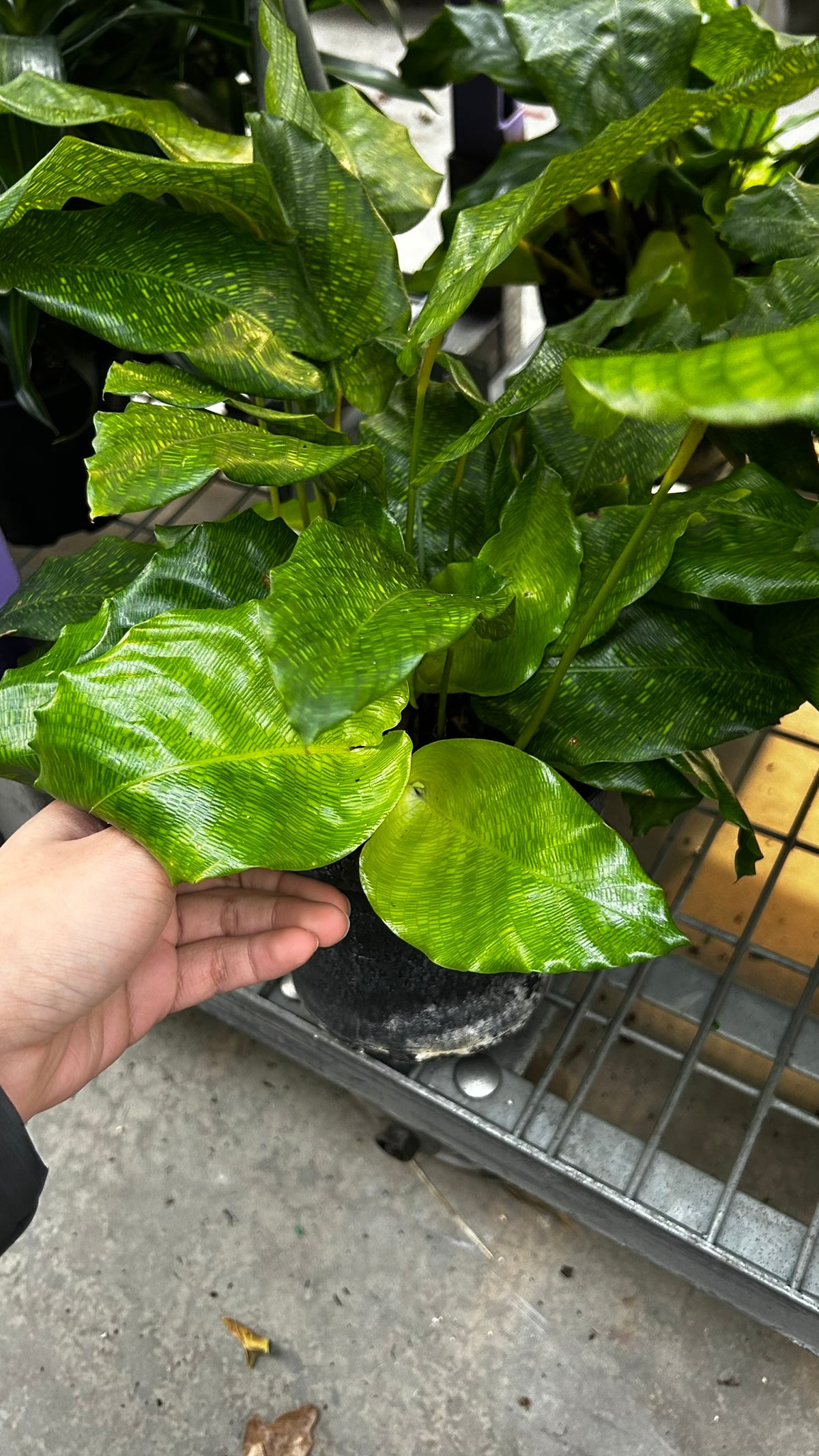 RedCrocus Network Calathea Calathea musaica- Tropical Indoor Plant, Pet-Friendly Foliage, High Humidity, Decorative, Low Maintenance, Live Plant 6" Pot
