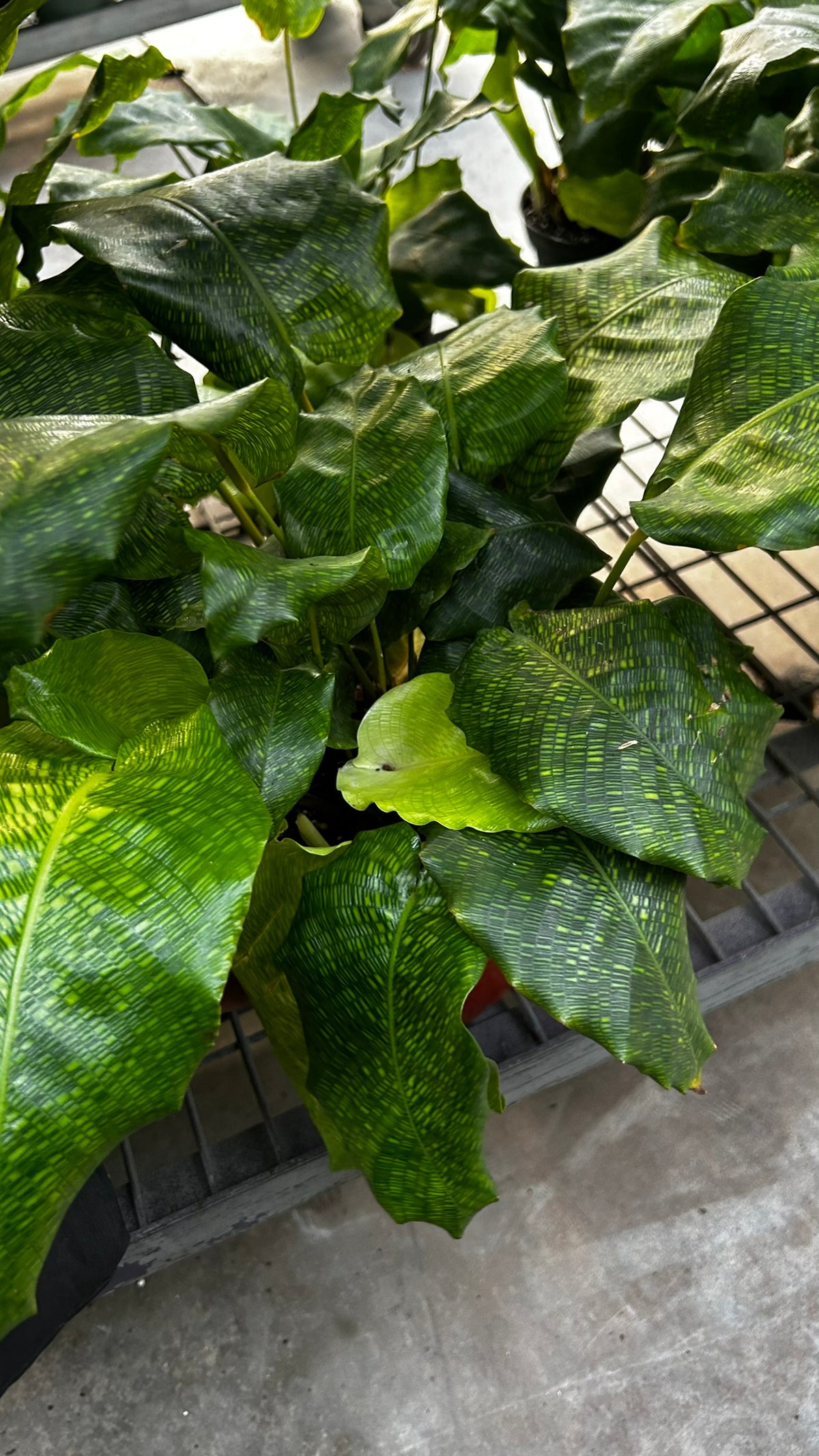 RedCrocus Network Calathea Calathea musaica- Tropical Indoor Plant, Pet-Friendly Foliage, High Humidity, Decorative, Low Maintenance, Live Plant 6" Pot