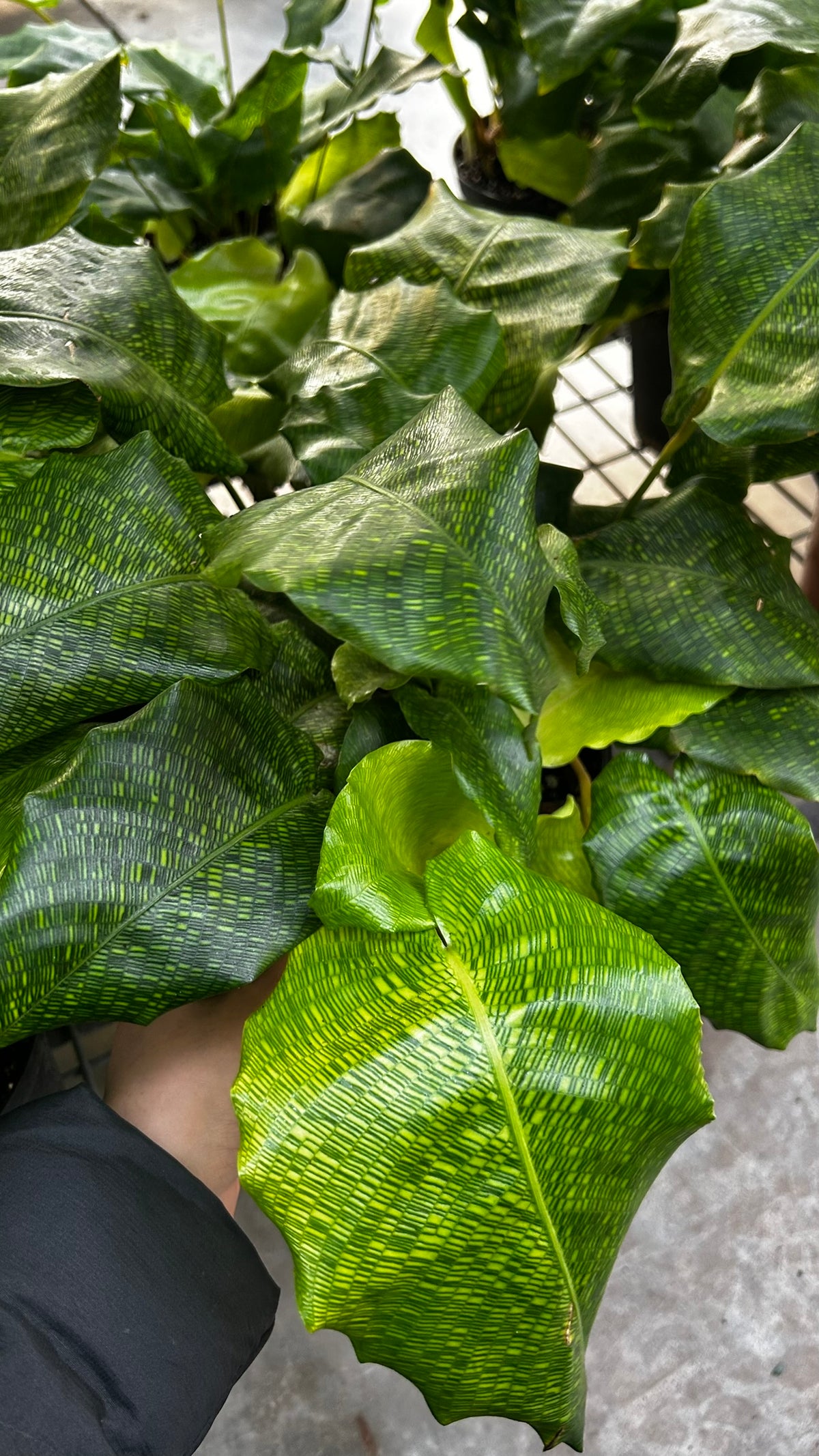 RedCrocus Network Calathea Calathea musaica- Tropical Indoor Plant, Pet-Friendly Foliage, High Humidity, Decorative, Low Maintenance, Live Plant 6" Pot
