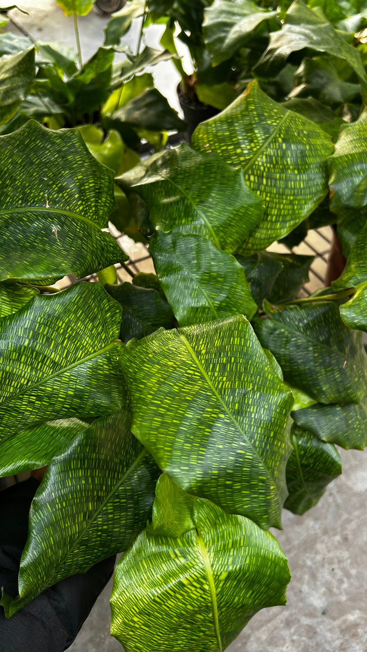 RedCrocus Network Calathea Calathea musaica- Tropical Indoor Plant, Pet-Friendly Foliage, High Humidity, Decorative, Low Maintenance, Live Plant 6" Pot