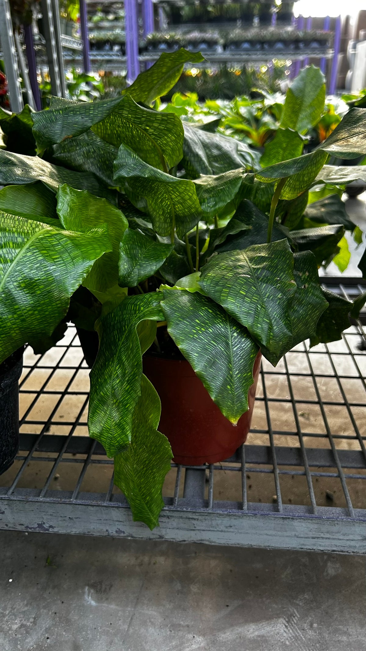 RedCrocus Network Calathea Calathea musaica- Tropical Indoor Plant, Pet-Friendly Foliage, High Humidity, Decorative, Low Maintenance, Live Plant 6" Pot