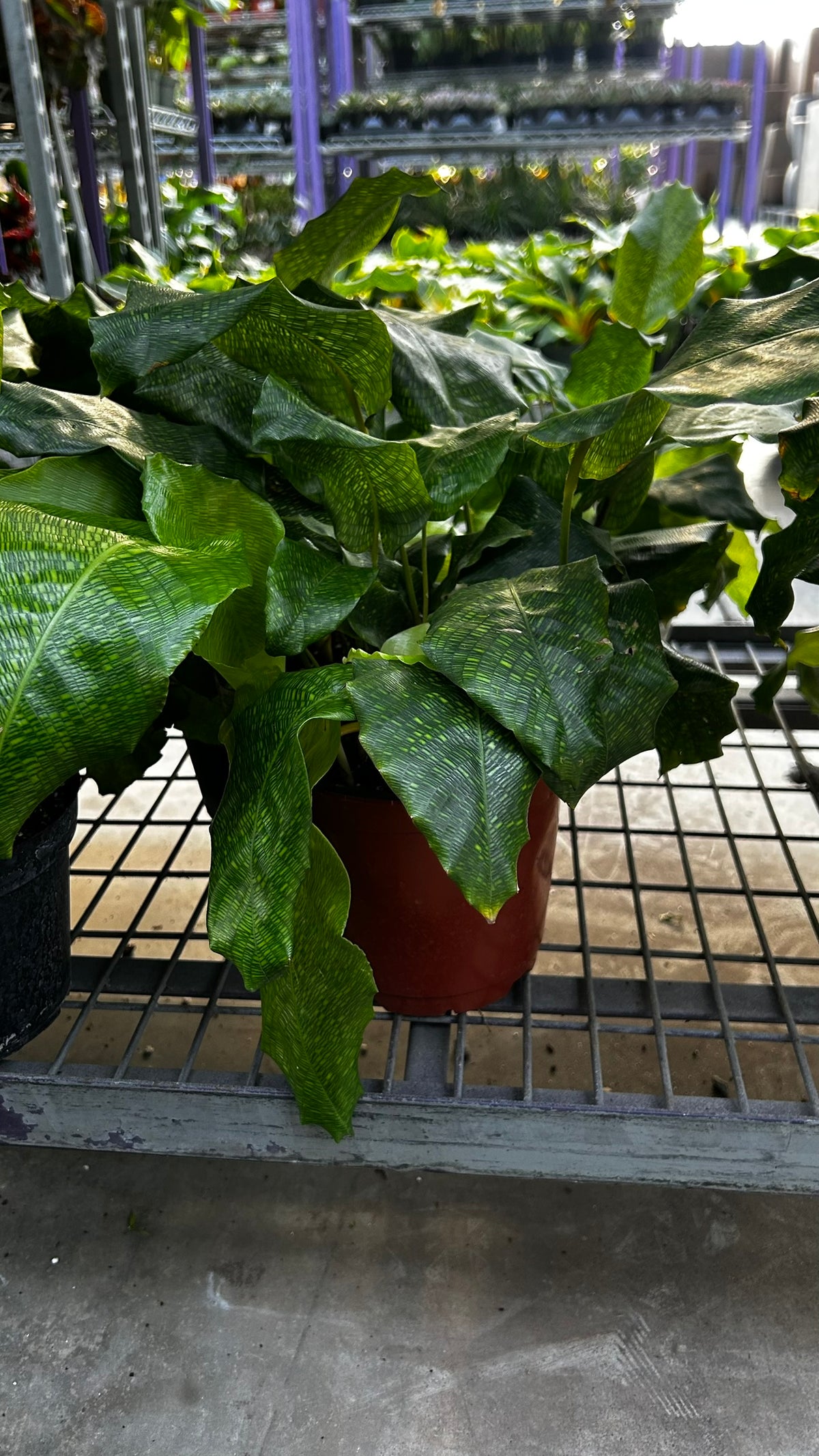 RedCrocus Network Calathea Calathea musaica- Tropical Indoor Plant, Pet-Friendly Foliage, High Humidity, Decorative, Low Maintenance, Live Plant 6" Pot
