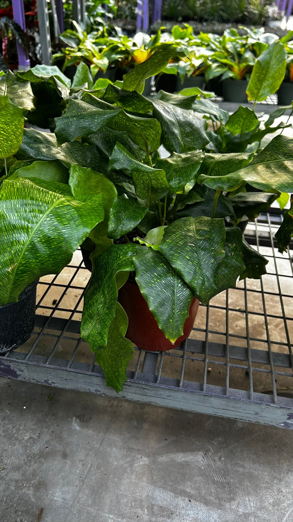 RedCrocus Network Calathea Calathea musaica- Tropical Indoor Plant, Pet-Friendly Foliage, High Humidity, Decorative, Low Maintenance, Live Plant 6" Pot