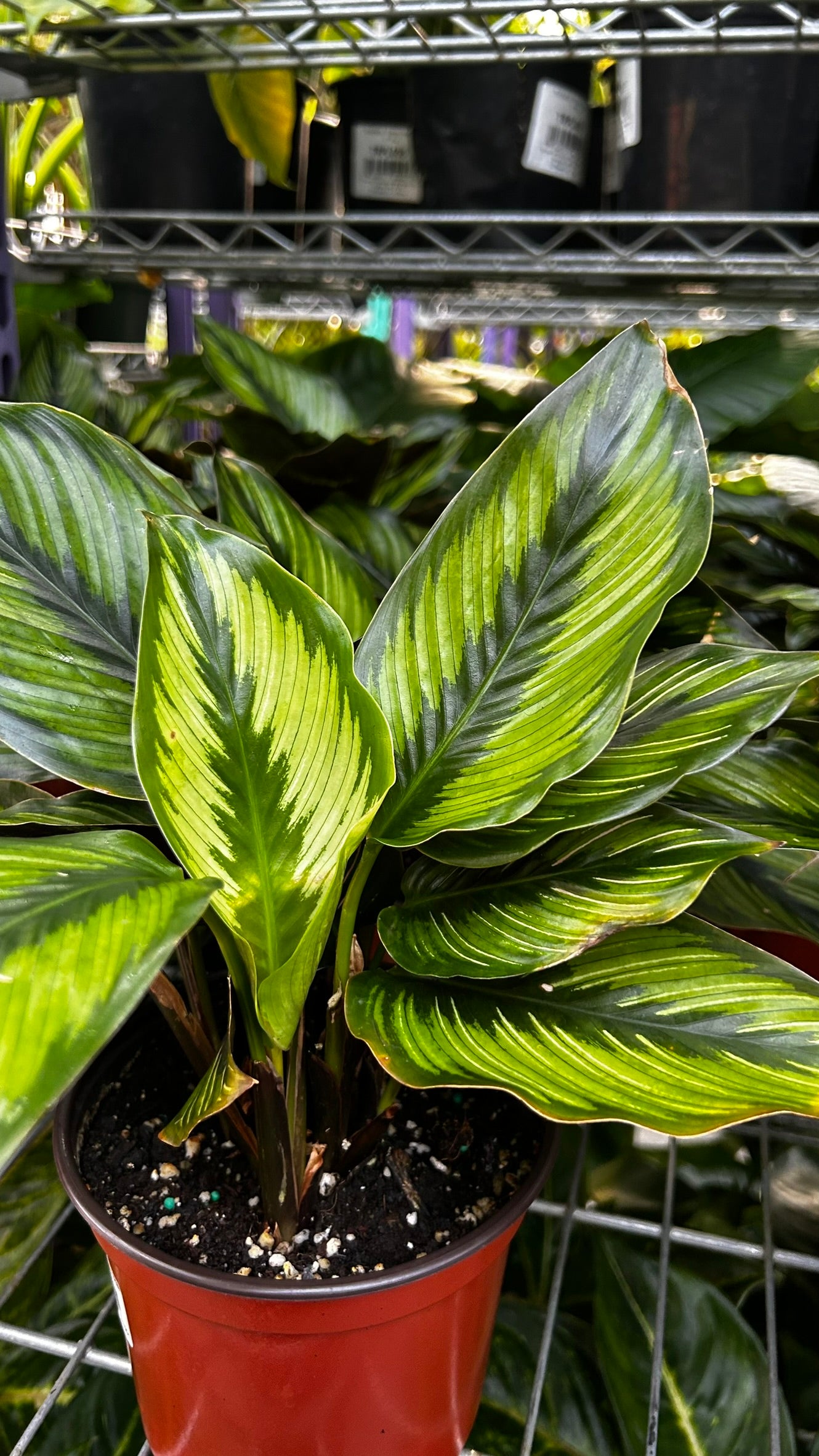 RedCrocus Beauty Star Prayer Plant Calathea ornata Indoor Foliage Decorative Houseplant Bright Indirect Light 6" Pot