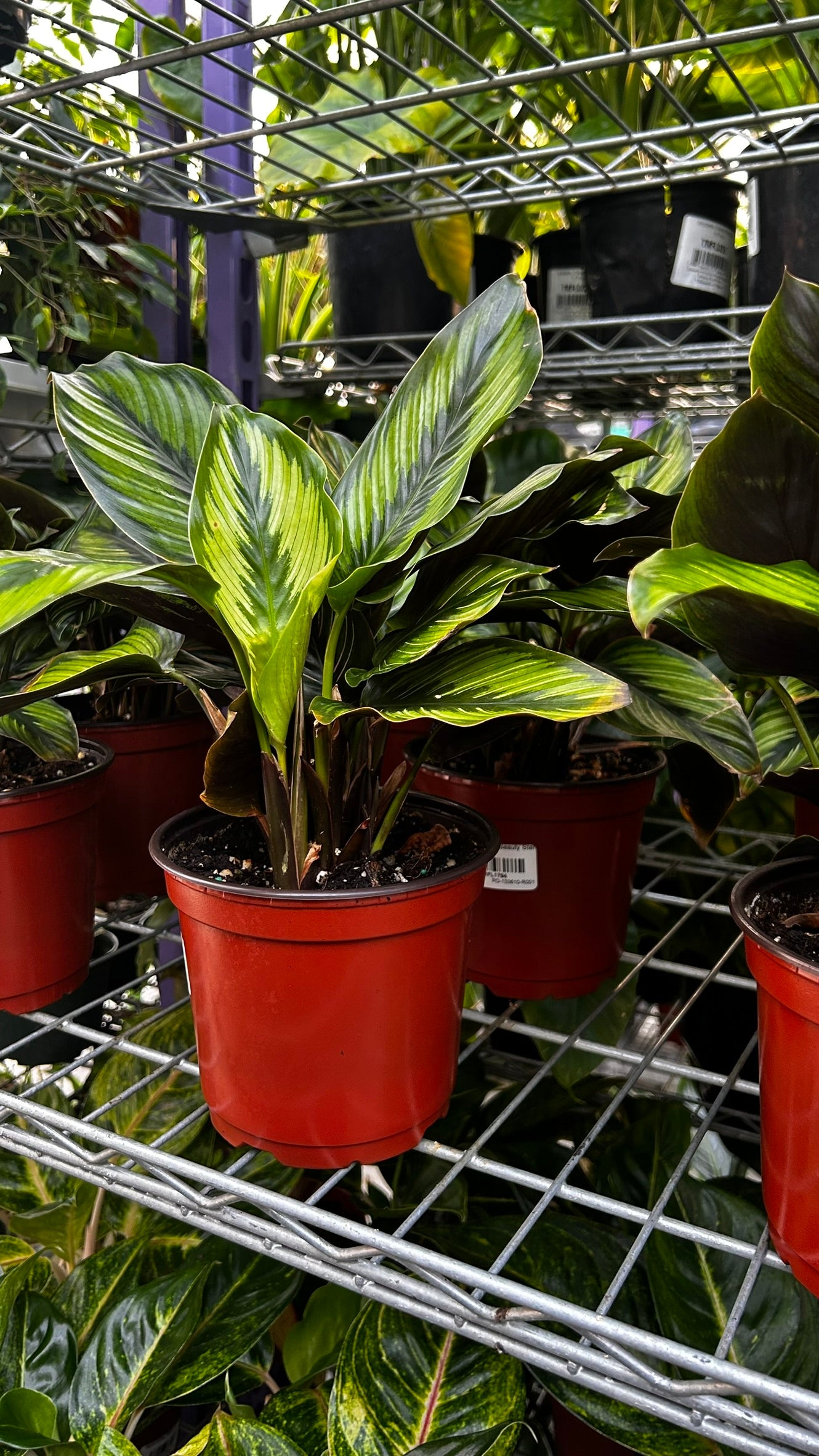 RedCrocus Beauty Star Prayer Plant Calathea ornata Indoor Foliage Decorative Houseplant Bright Indirect Light 6" Pot