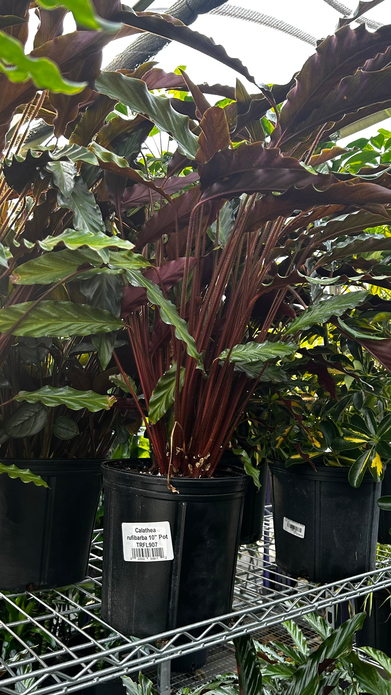 Velvet Prayer Plant–Calathea rufibarba–Unique foliage for indoor spaces  10" Pot