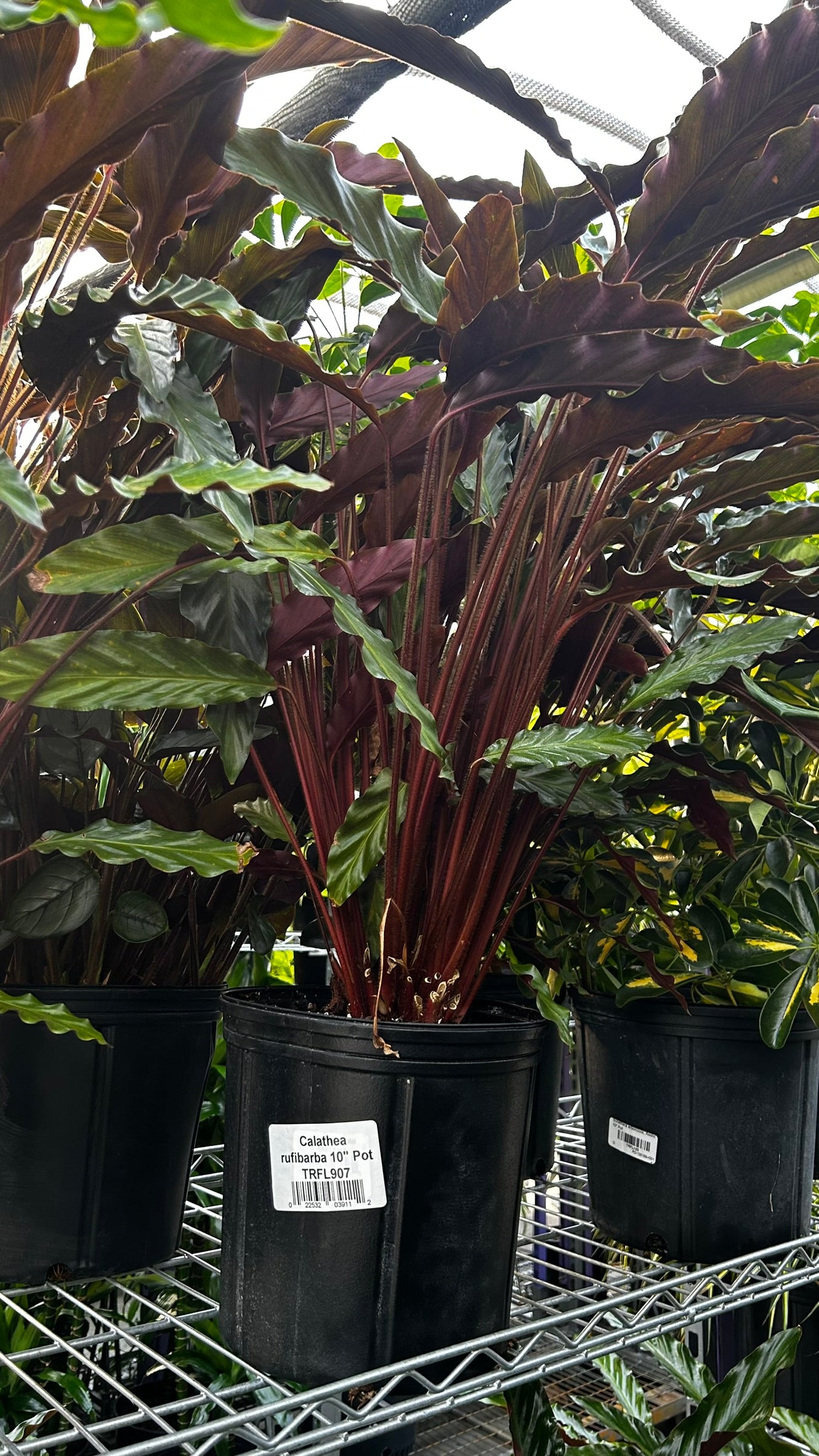 Velvet Prayer Plant–Calathea rufibarba–Unique foliage for indoor spaces  10" Pot