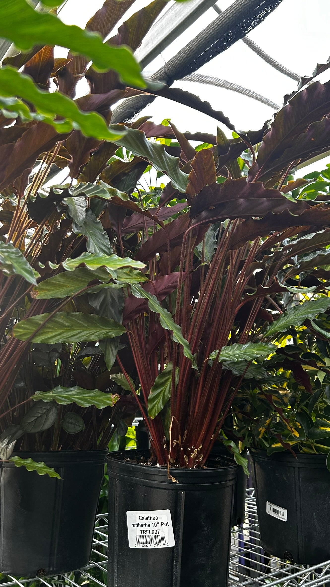 Velvet Prayer Plant–Calathea rufibarba–Unique foliage for indoor spaces  10" Pot