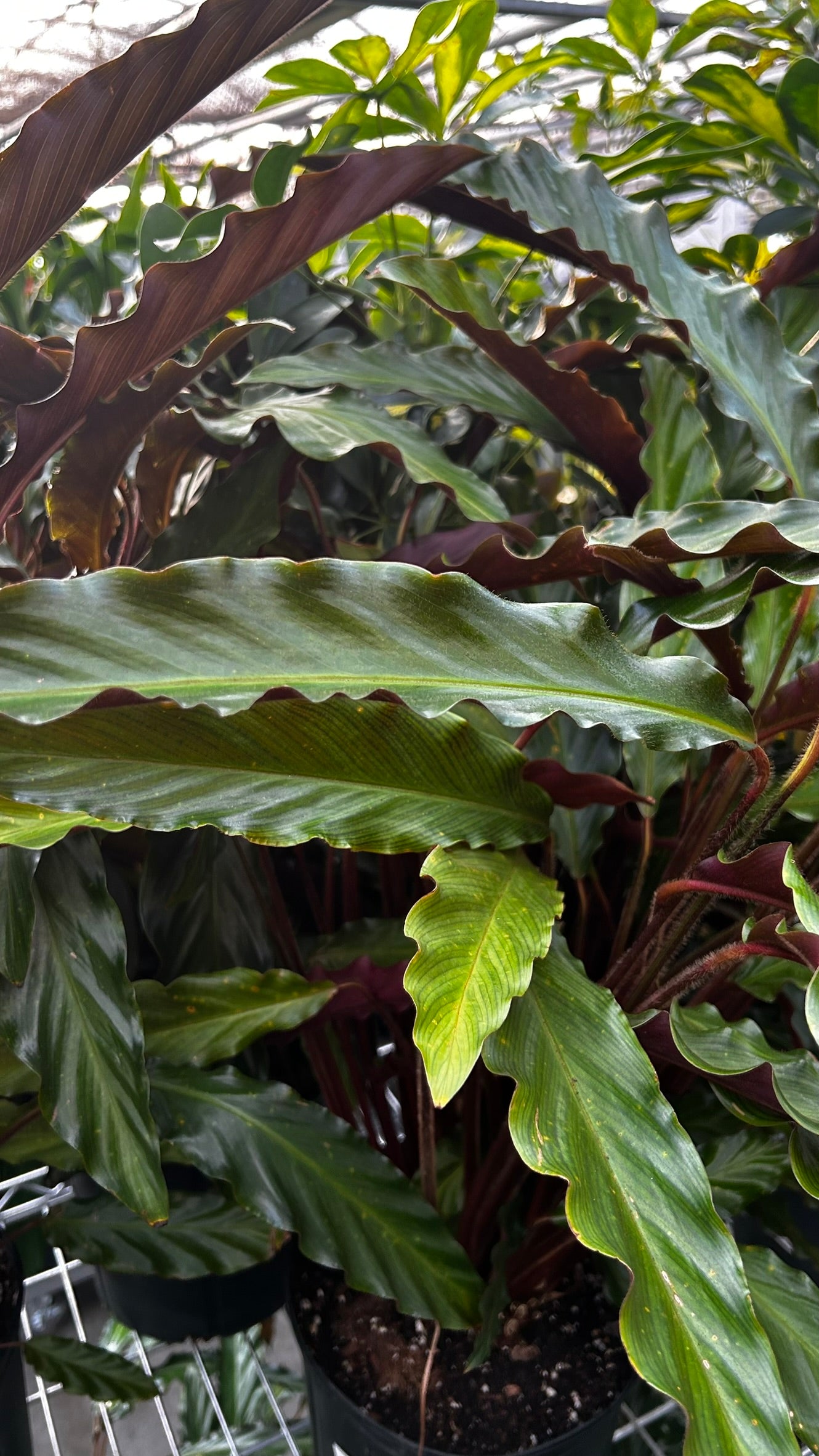 Velvet Prayer Plant–Calathea rufibarba–Unique foliage for indoor spaces  10" Pot