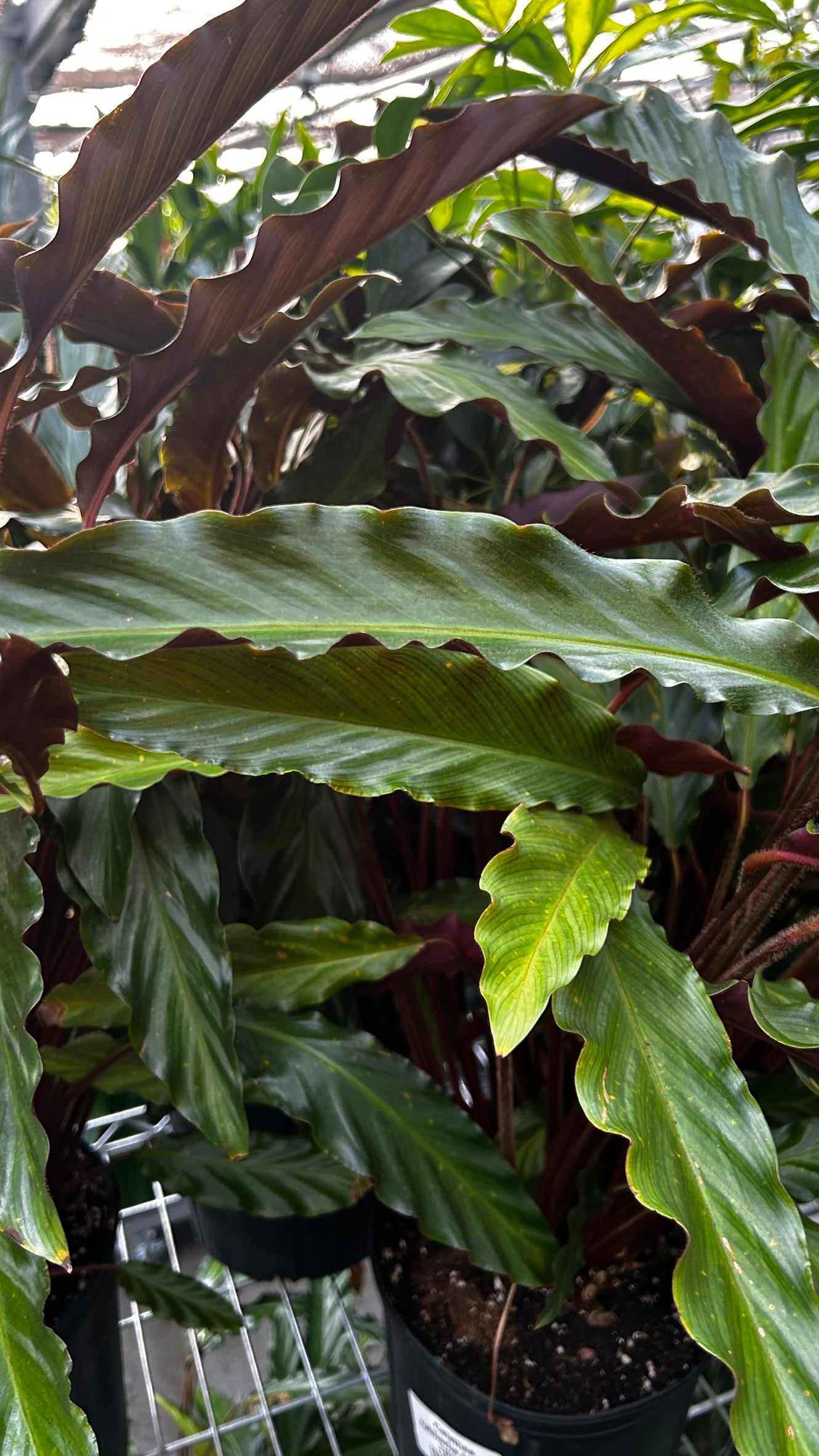 Velvet Prayer Plant–Calathea rufibarba–Unique foliage for indoor spaces  10" Pot