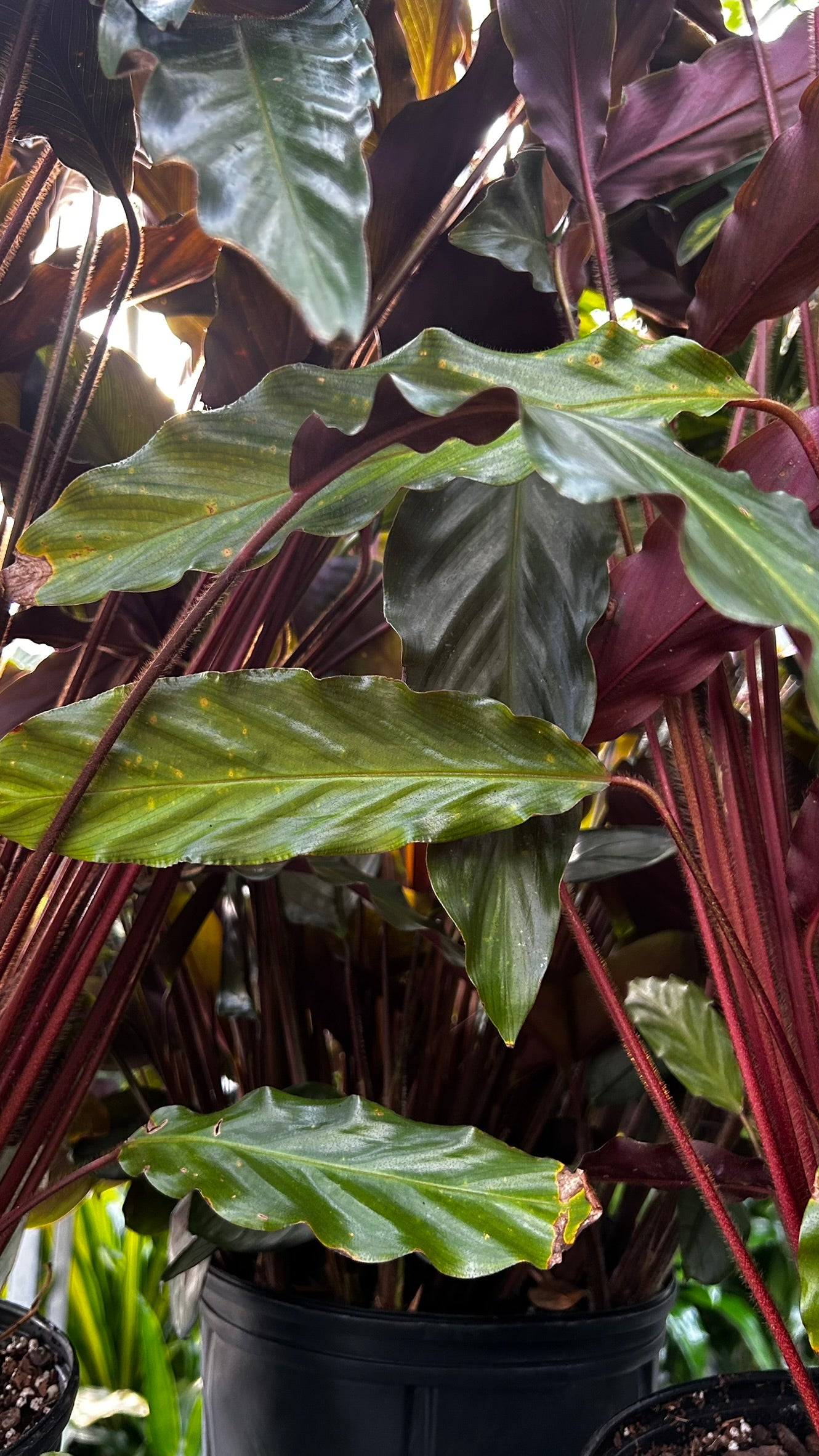 Velvet Prayer Plant–Calathea rufibarba–Unique foliage for indoor spaces  10" Pot