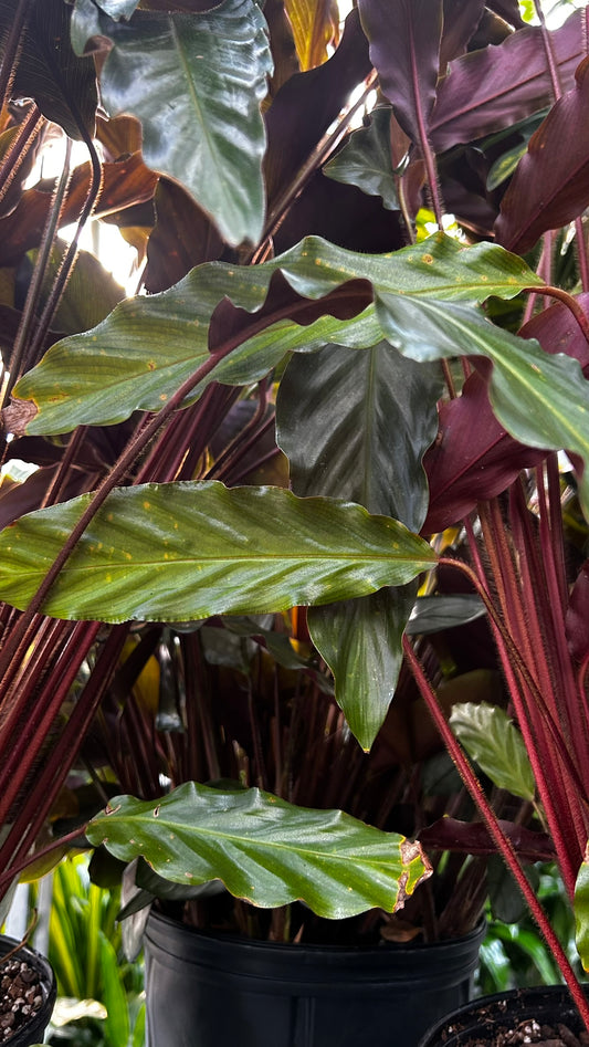 Velvet Prayer Plant–Calathea rufibarba–Unique foliage for indoor spaces  10" Pot