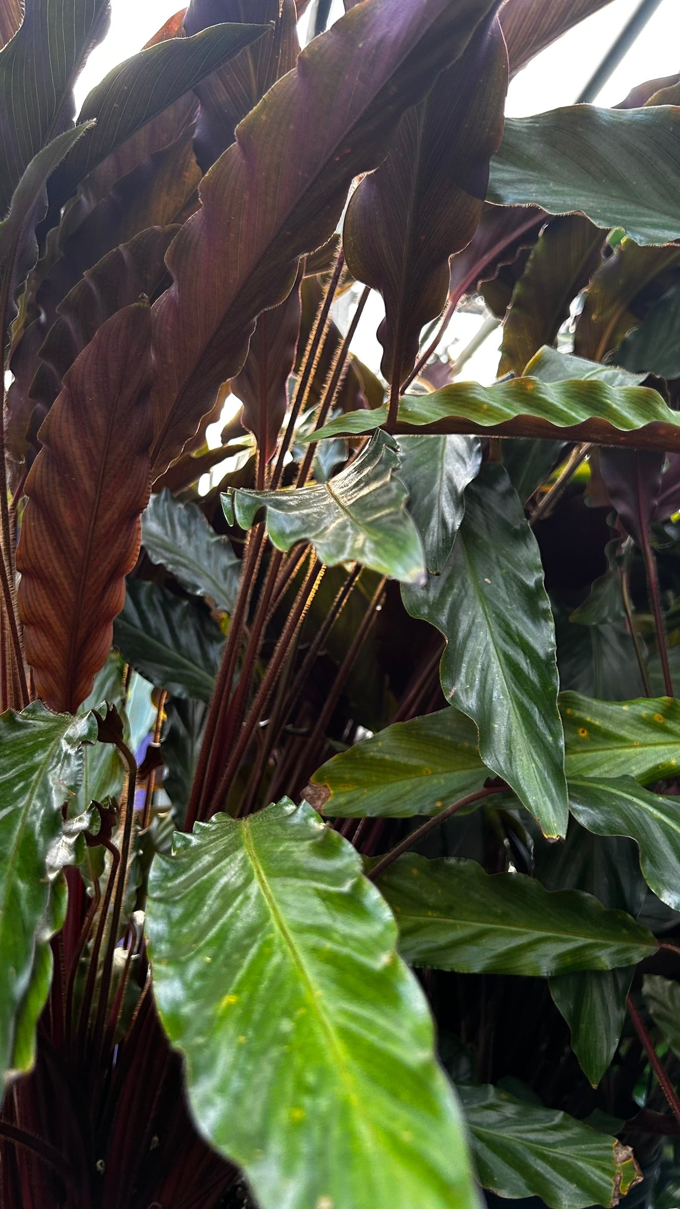 Velvet Prayer Plant–Calathea rufibarba–Unique foliage for indoor spaces  10" Pot