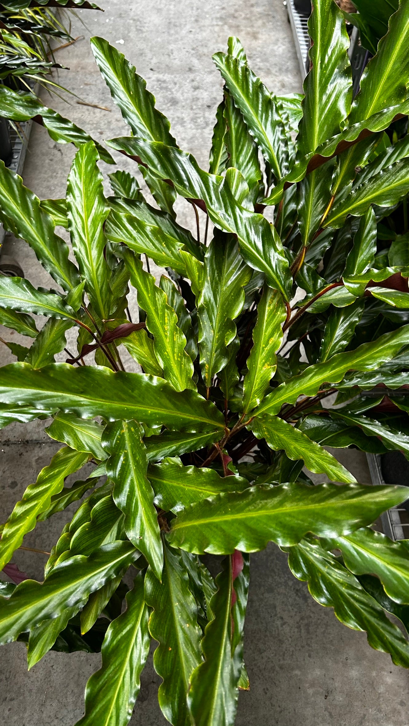 Velvet Prayer Plant–Calathea rufibarba–Unique foliage for indoor spaces  10" Pot