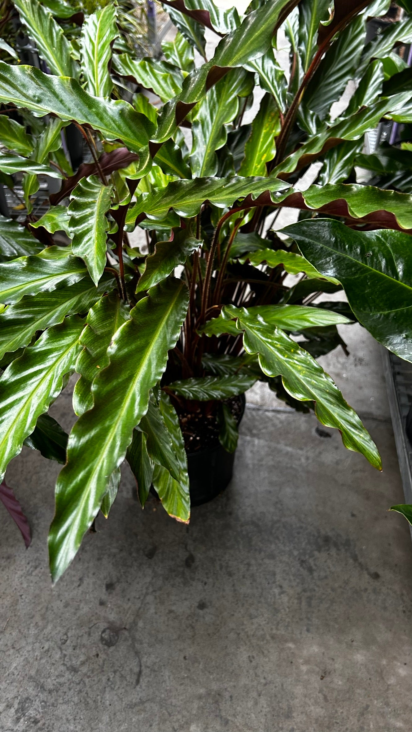 Velvet Prayer Plant–Calathea rufibarba–Unique foliage for indoor spaces  10" Pot