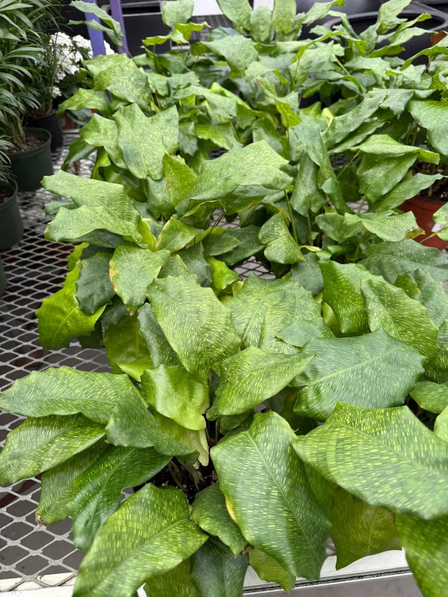 Calathea Small Pack Bundle