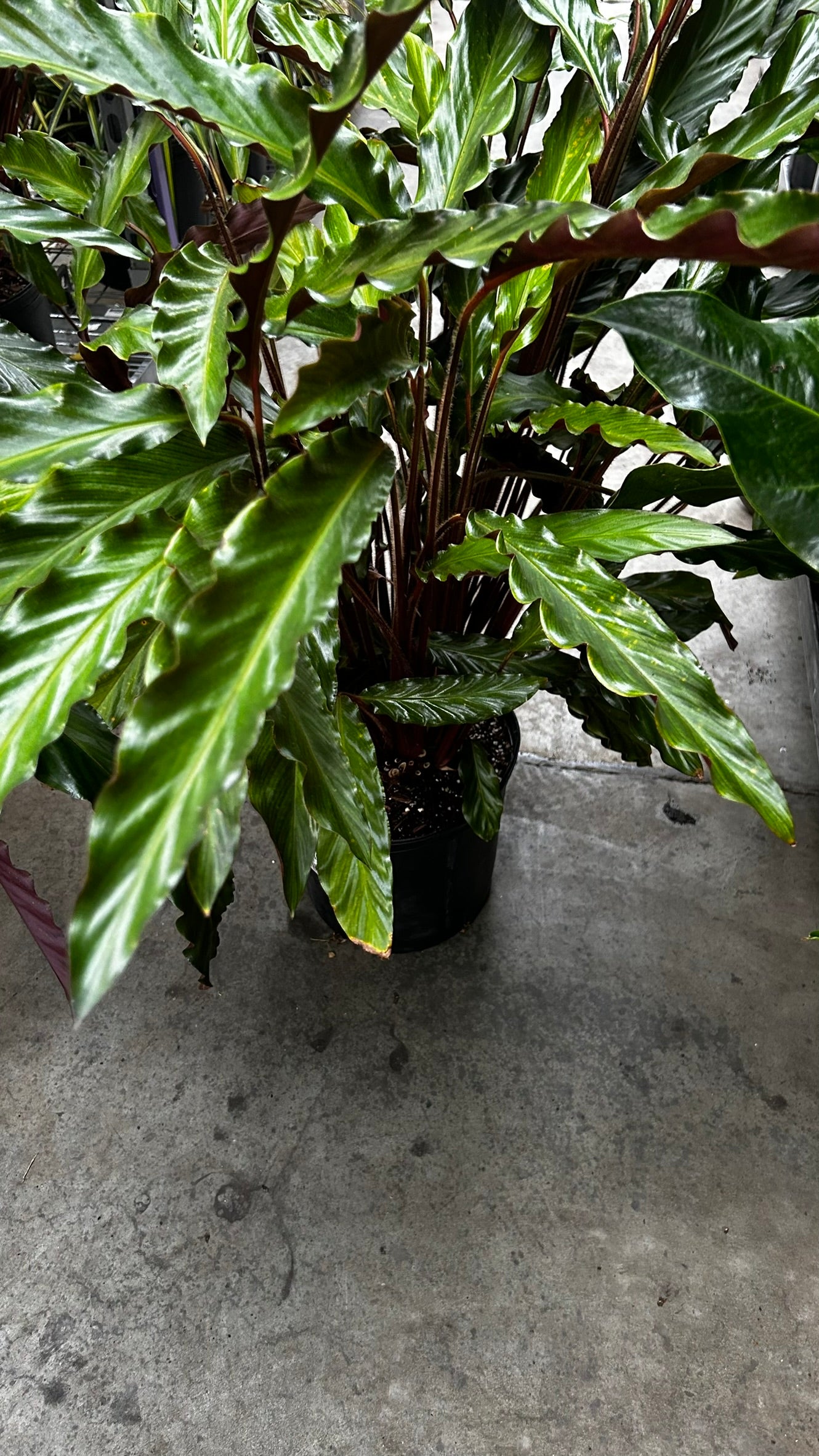 Velvet Prayer Plant–Calathea rufibarba–Unique foliage for indoor spaces  10" Pot