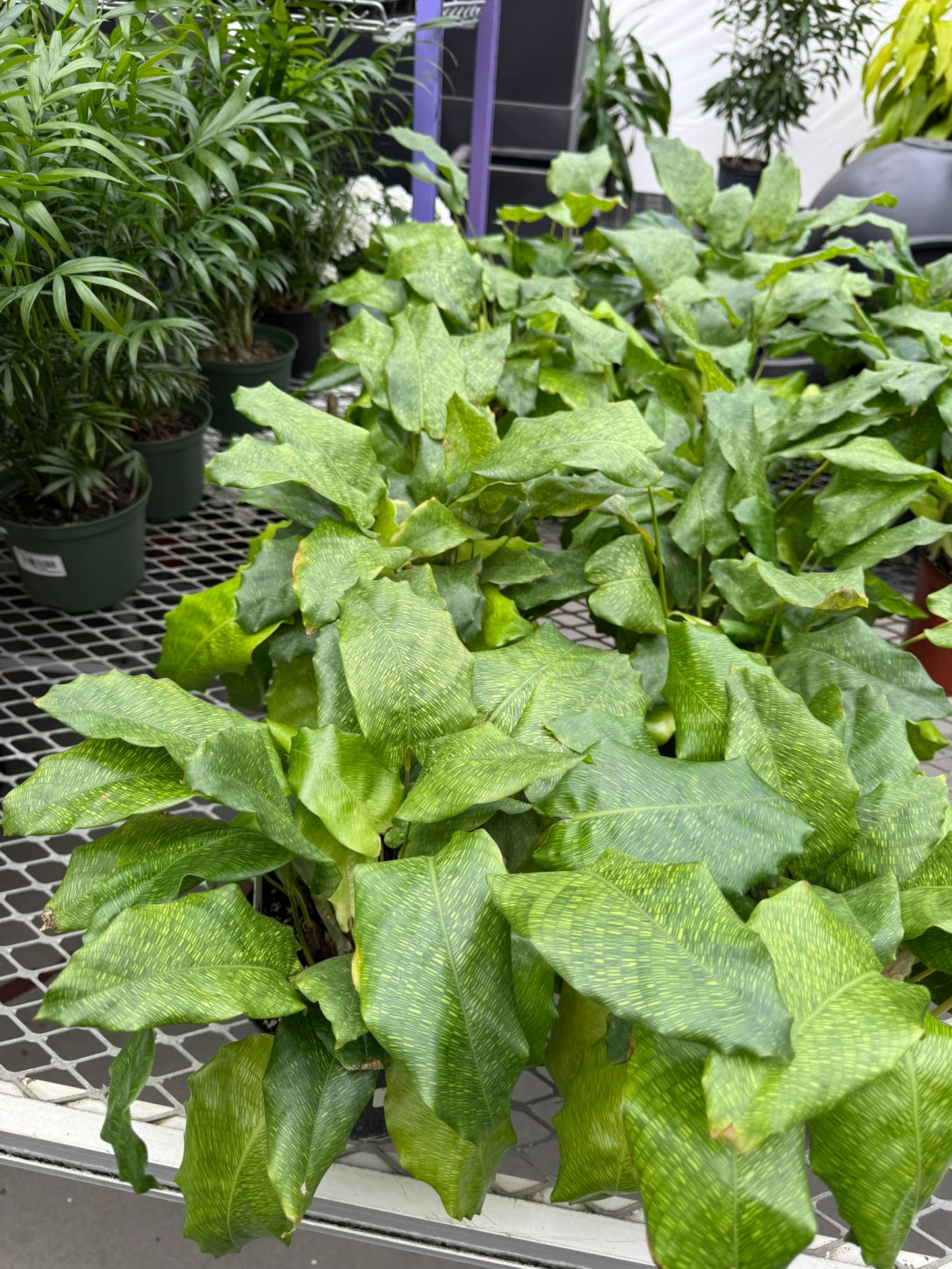 Calathea Small Pack Bundle