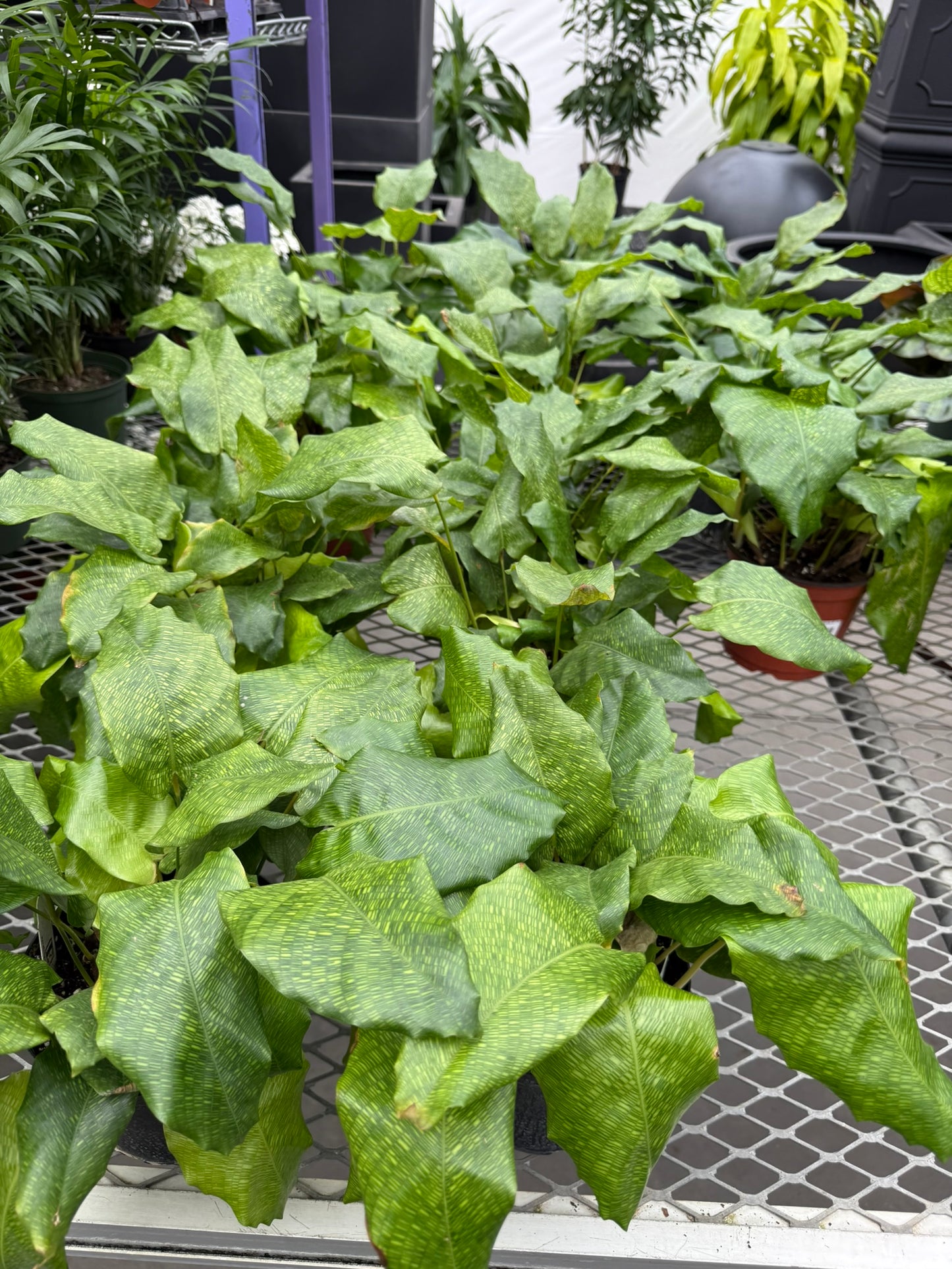 Calathea Small Pack Bundle