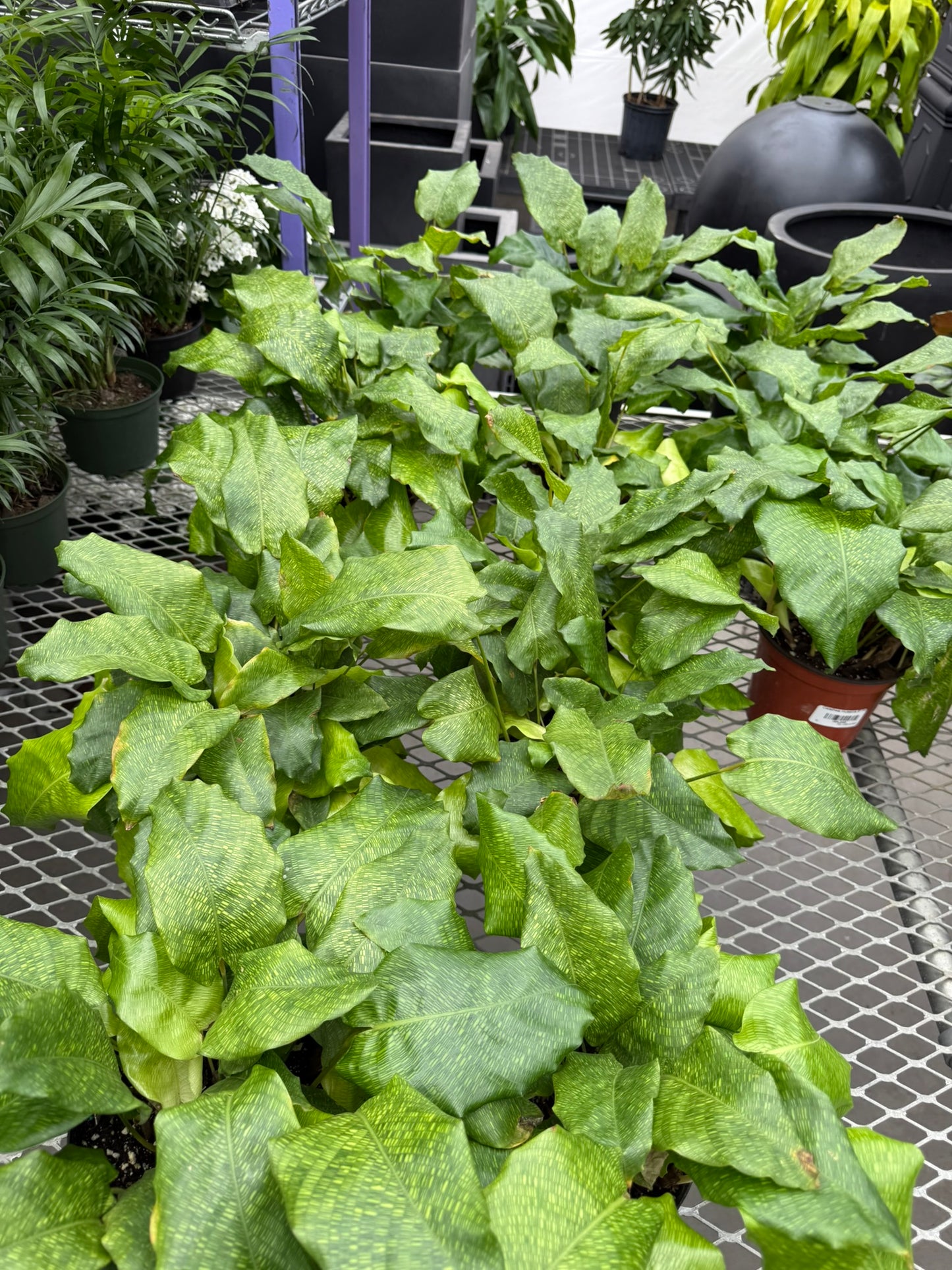 Calathea Small Pack Bundle