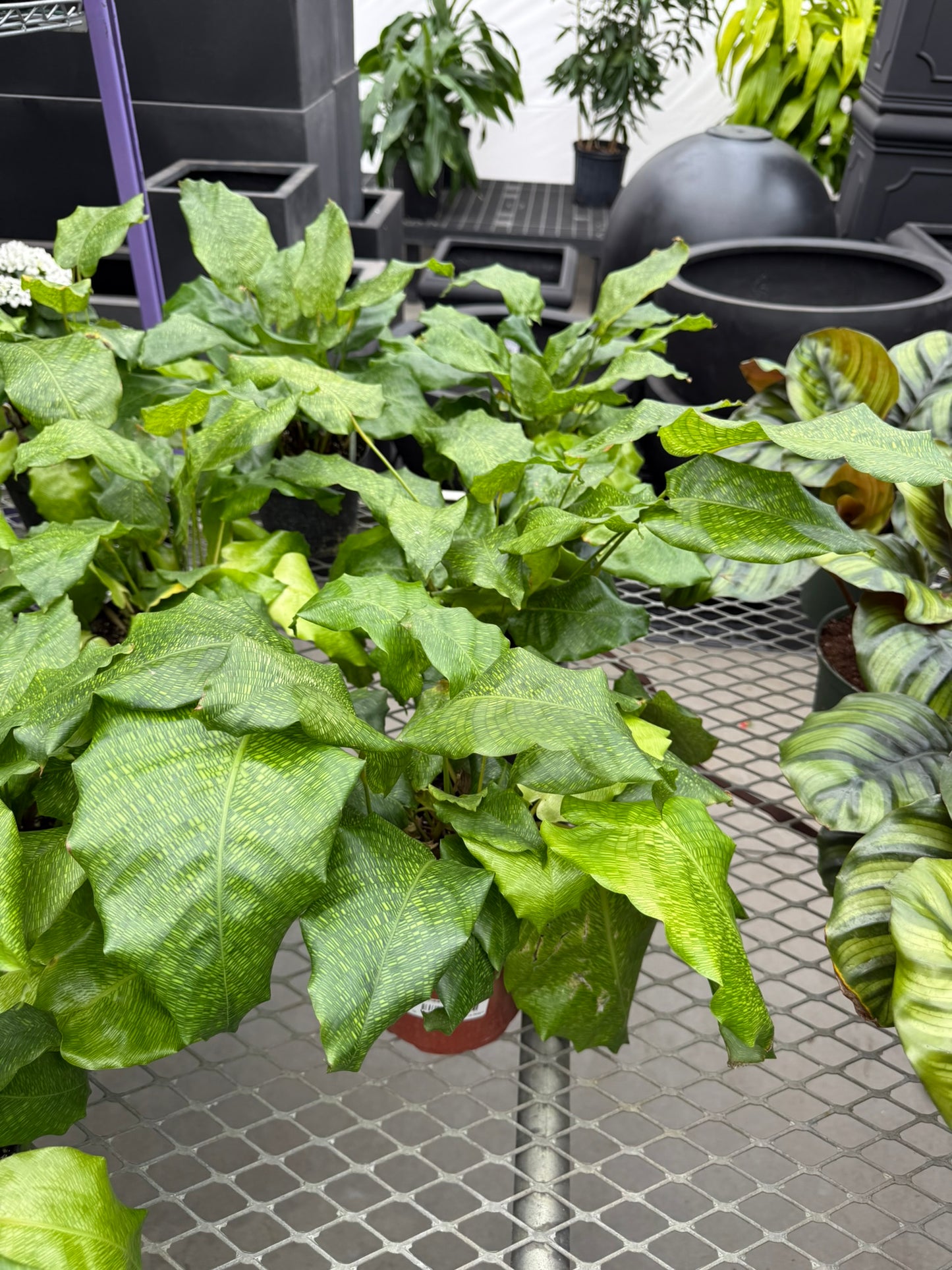 Calathea Small Pack Bundle