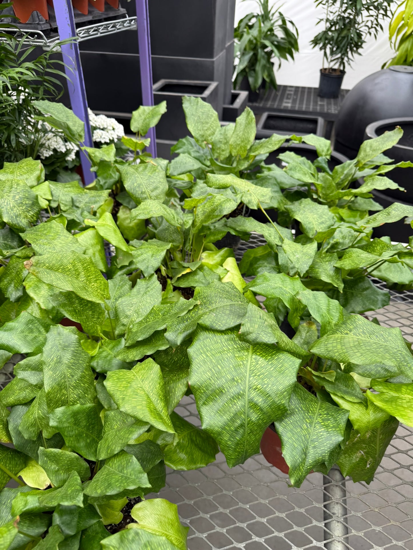 Calathea Small Pack Bundle