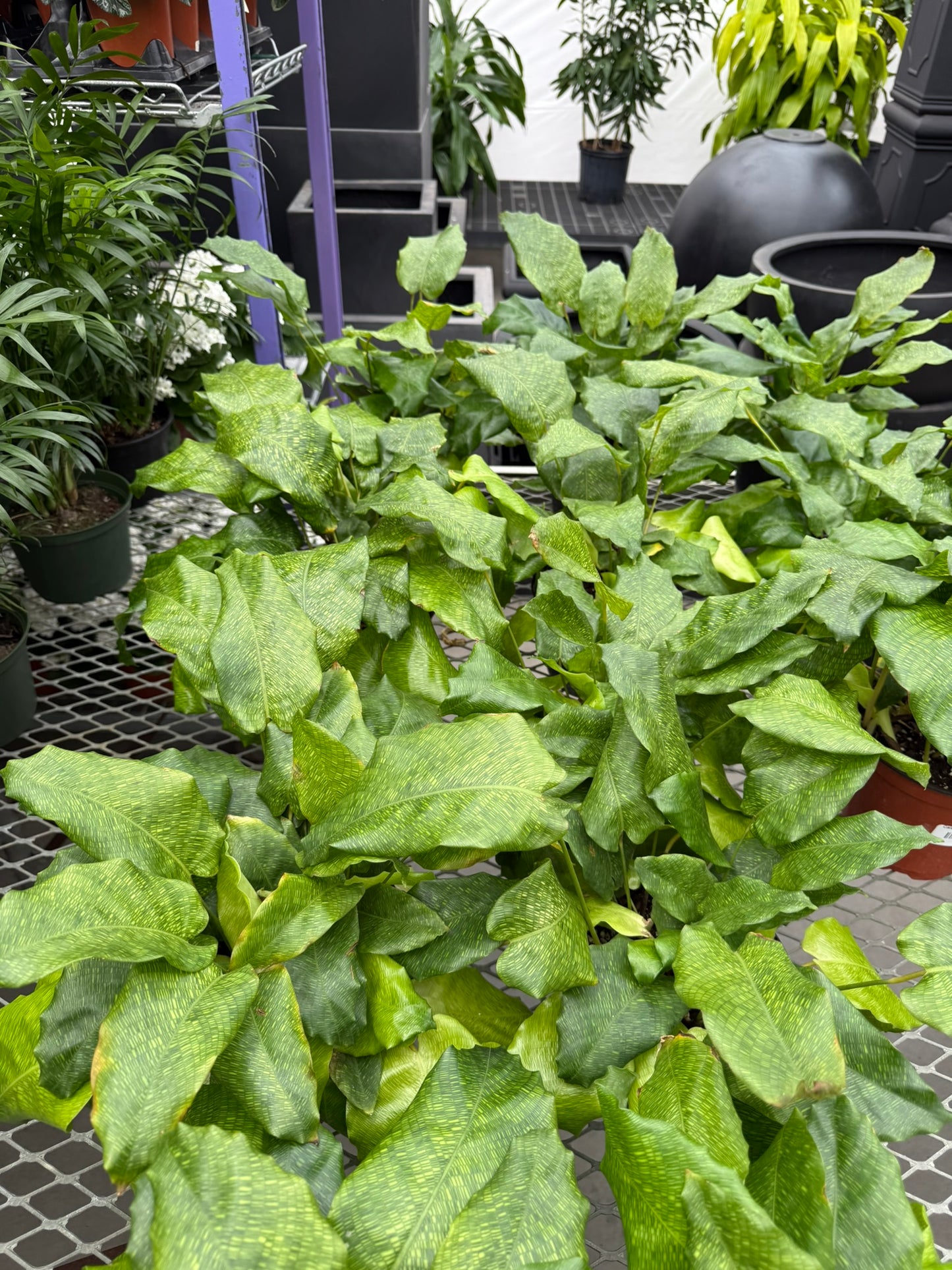 Calathea Small Pack Bundle