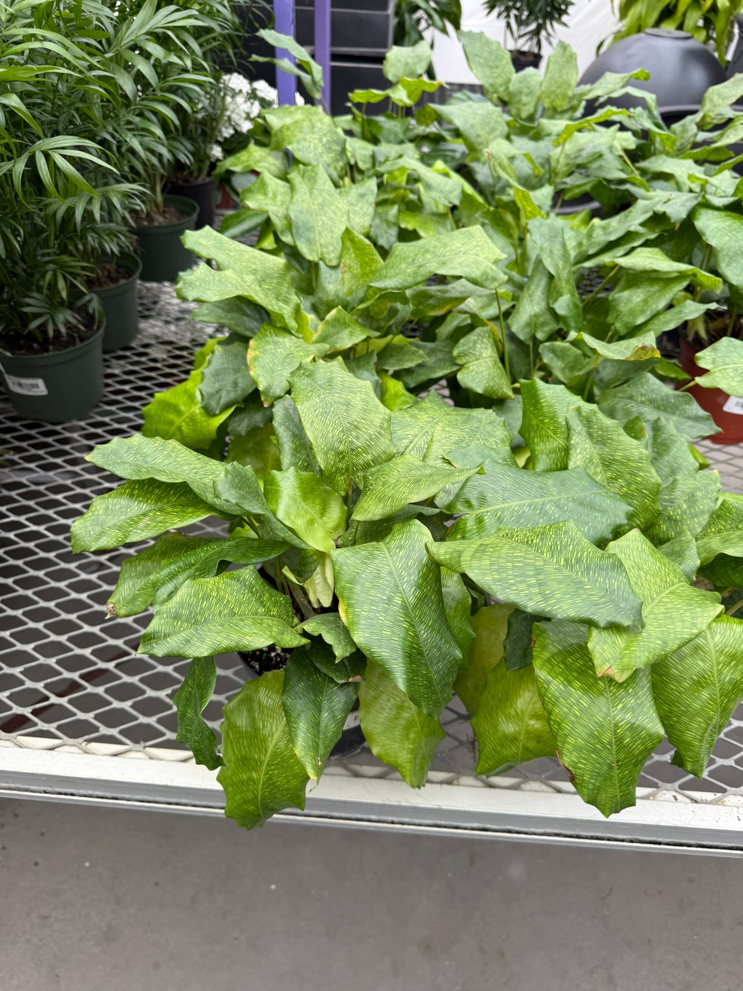 Calathea Small Pack Bundle