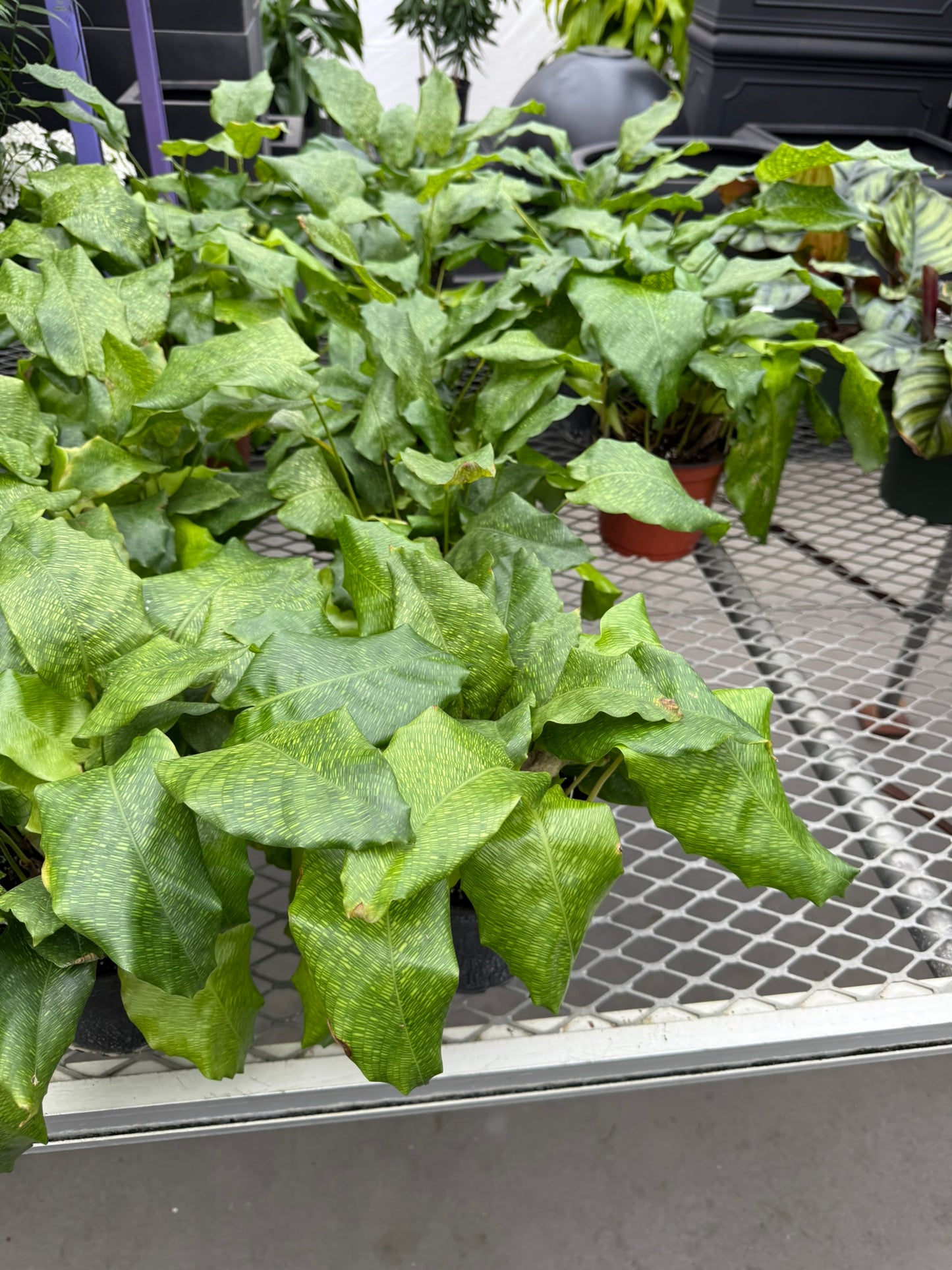 Calathea Small Pack Bundle