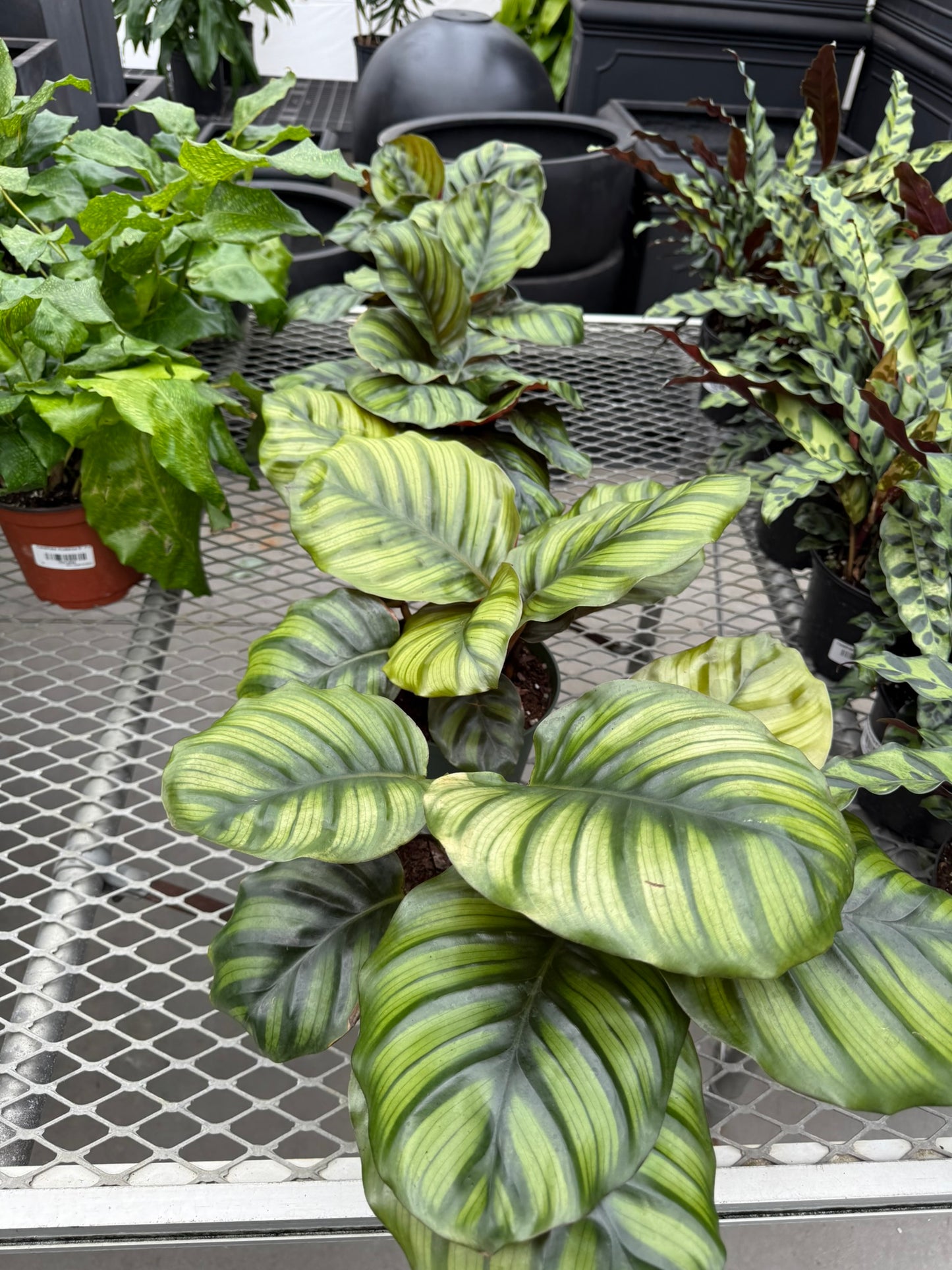 Calathea Small Pack Bundle