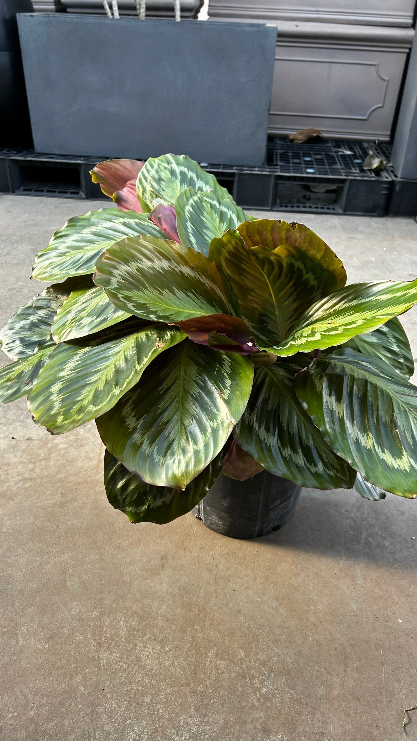 Medallion Prayer Plant–Calathea 'Medallion'–Unique Leaf Patterns  10" Pot
