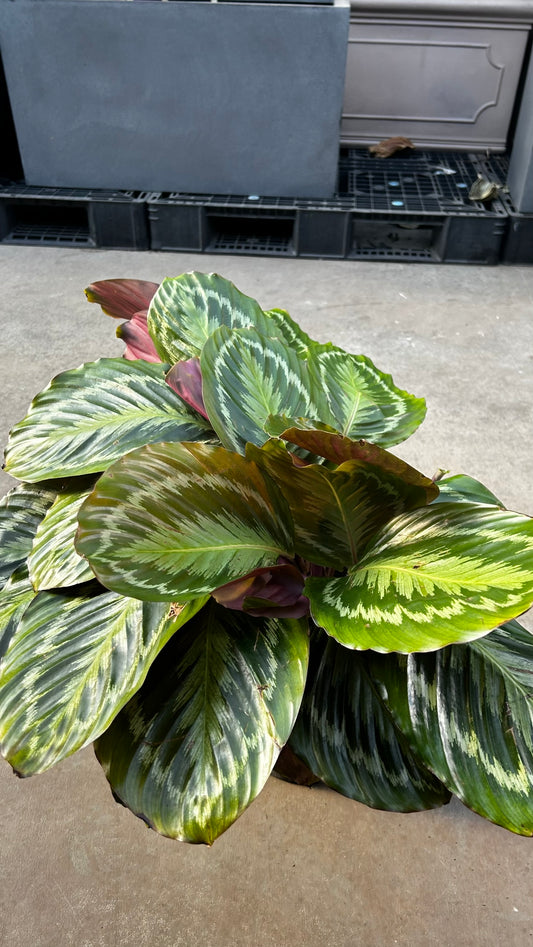 RedCrocus Medallion Prayer Plant Calathea: Indoor Foliage Plant, Bright Indirect Light, Moist Soil, High Humidity, Pet Warning 10" Pot
