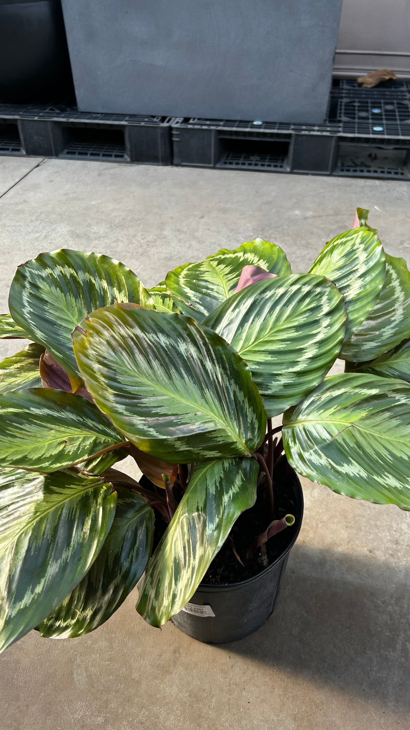 Medallion Prayer Plant–Calathea 'Medallion'–Unique Leaf Patterns  10" Pot
