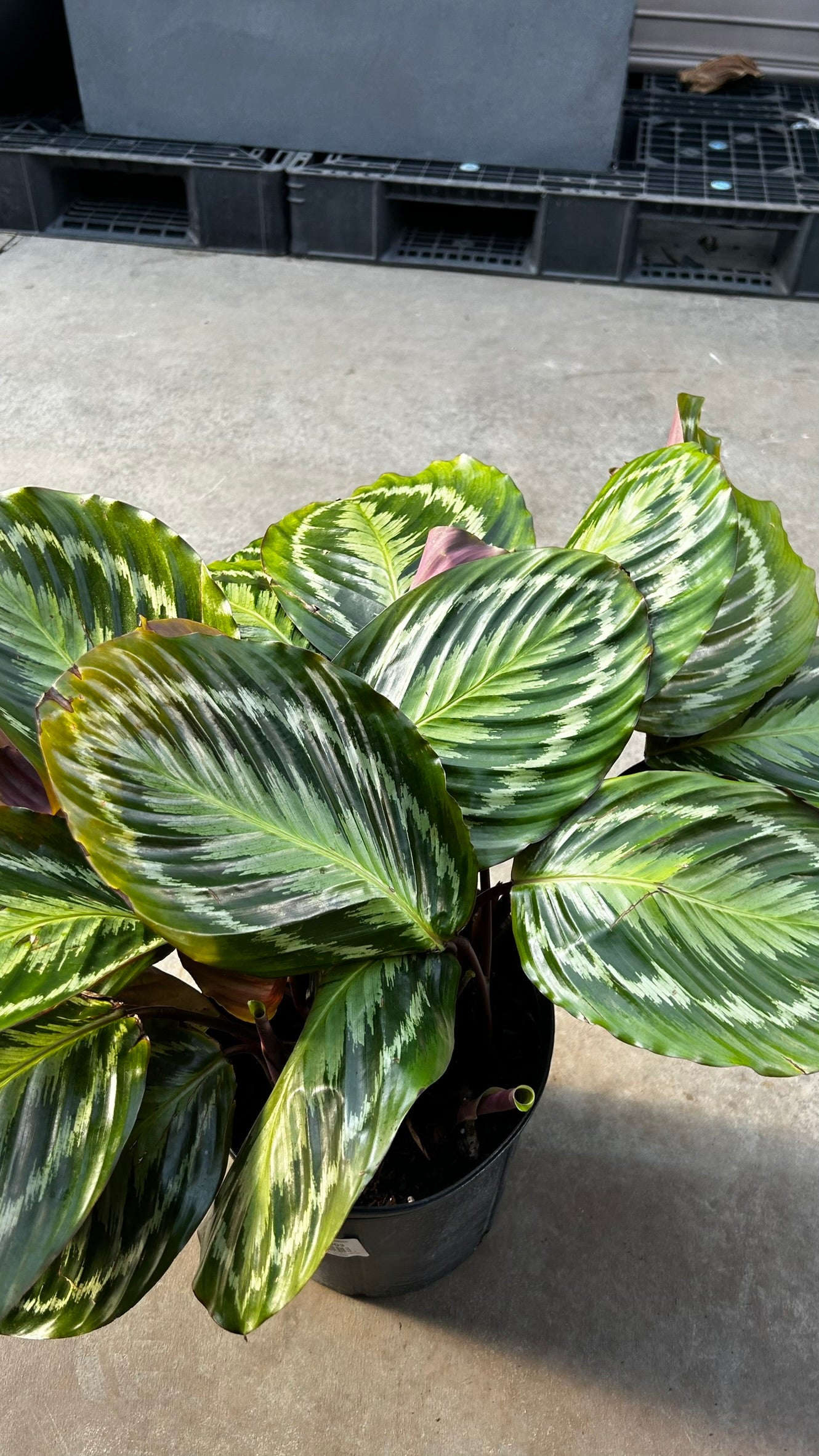Medallion Prayer Plant–Calathea 'Medallion'–Unique Leaf Patterns  10" Pot